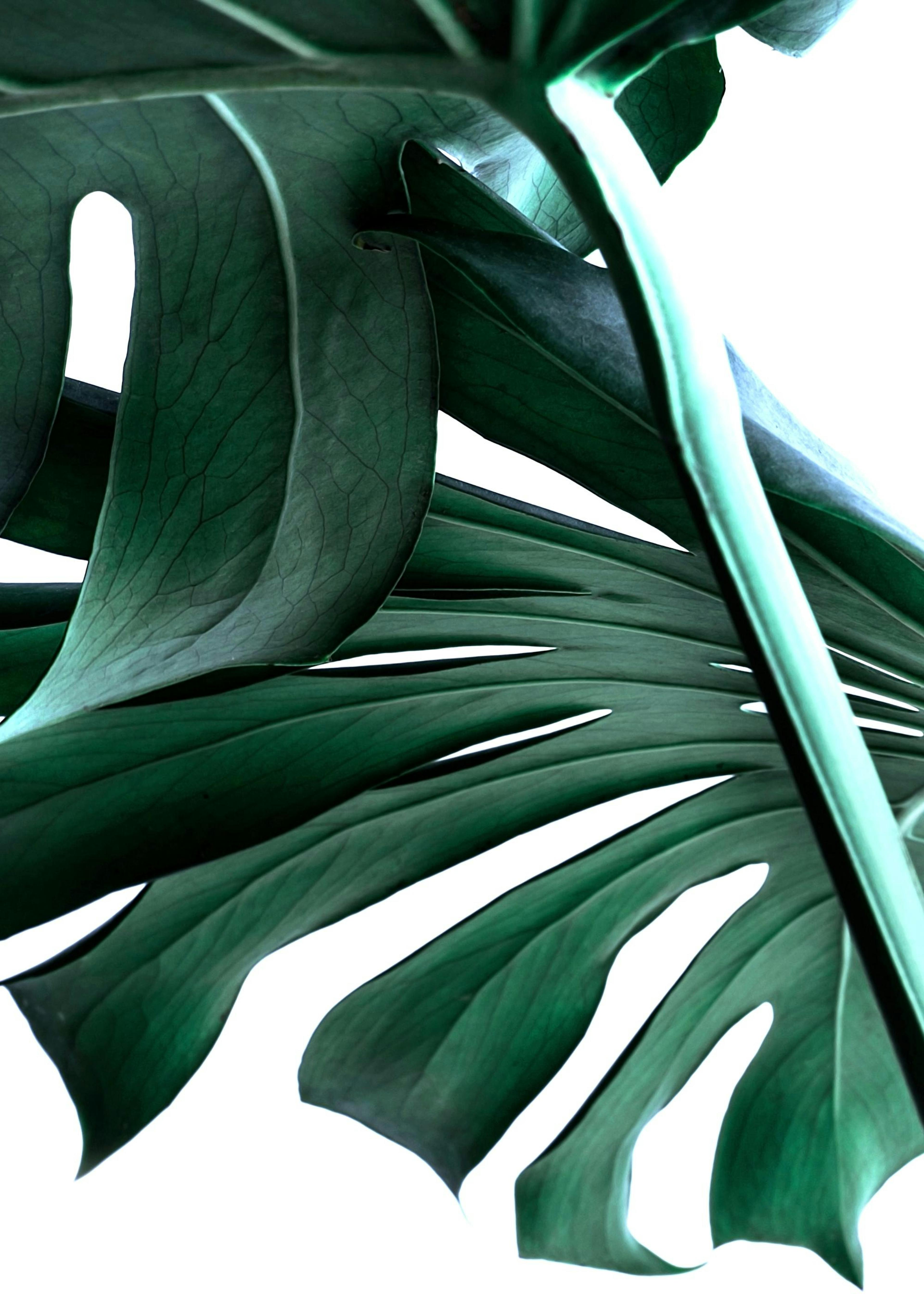 Big Monstera No.2 Poster 0