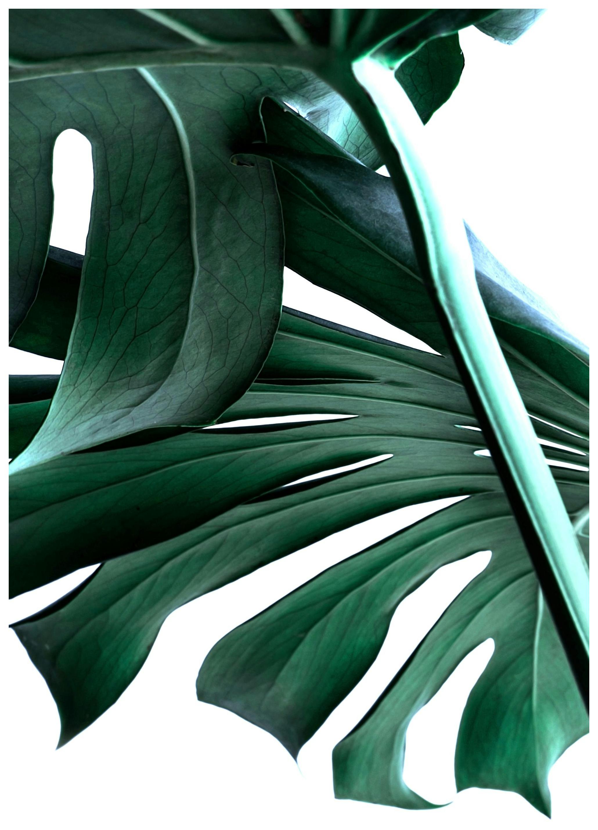 Big Monstera No.2 Poster (21x30 cm)- Arte fotográfica