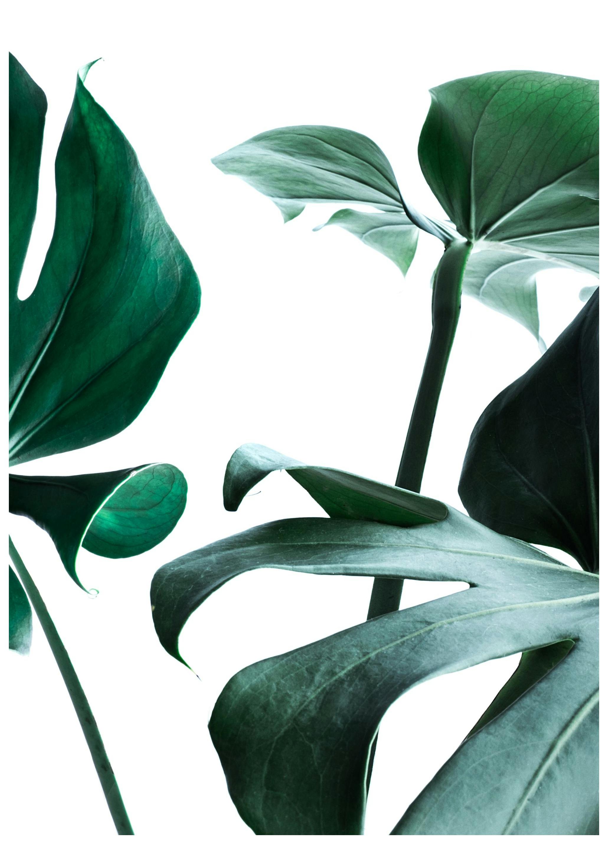 Big Monstera No.3 Affiche (70x100 cm) - Photographies