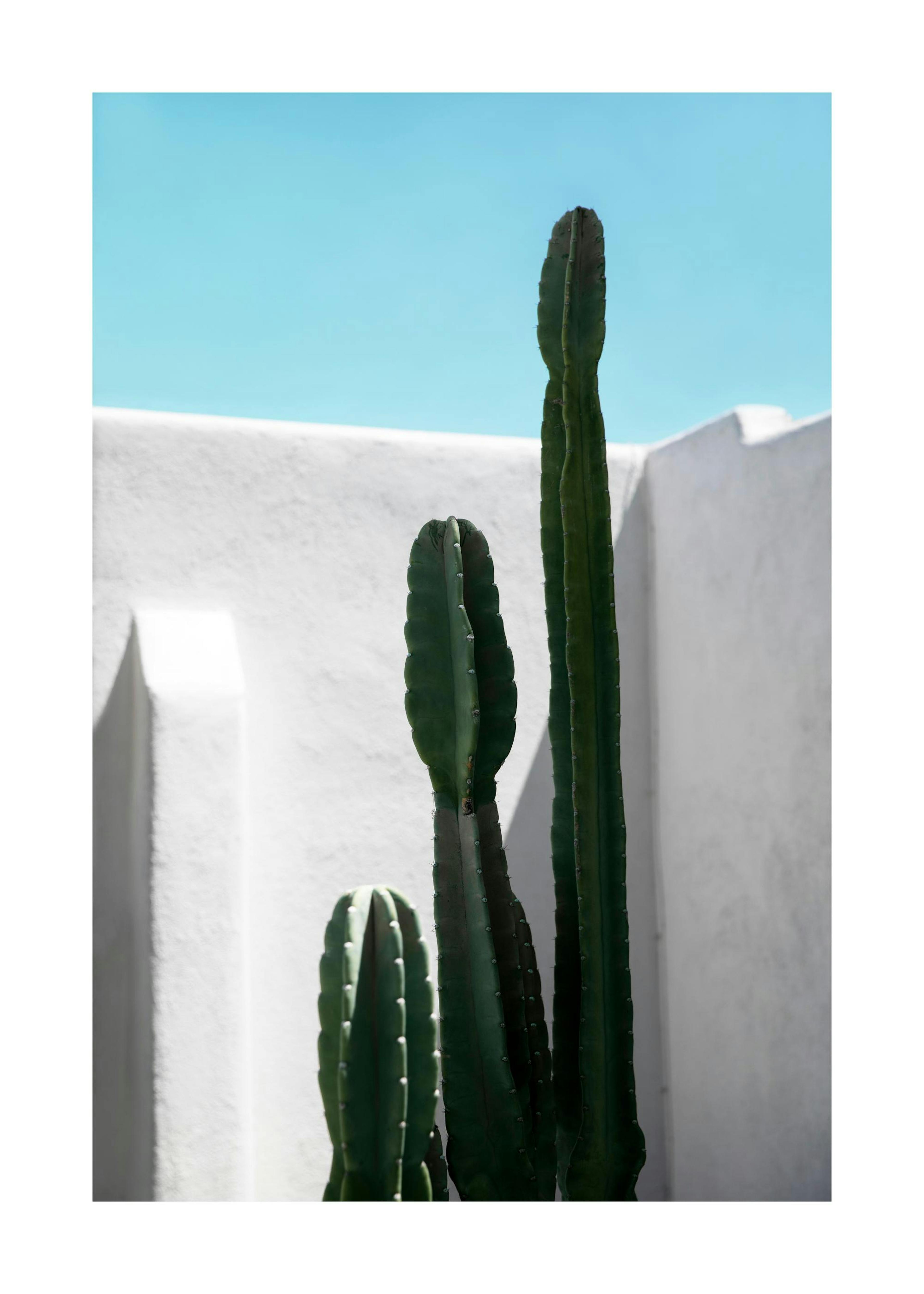 Cactus Wall Print 0