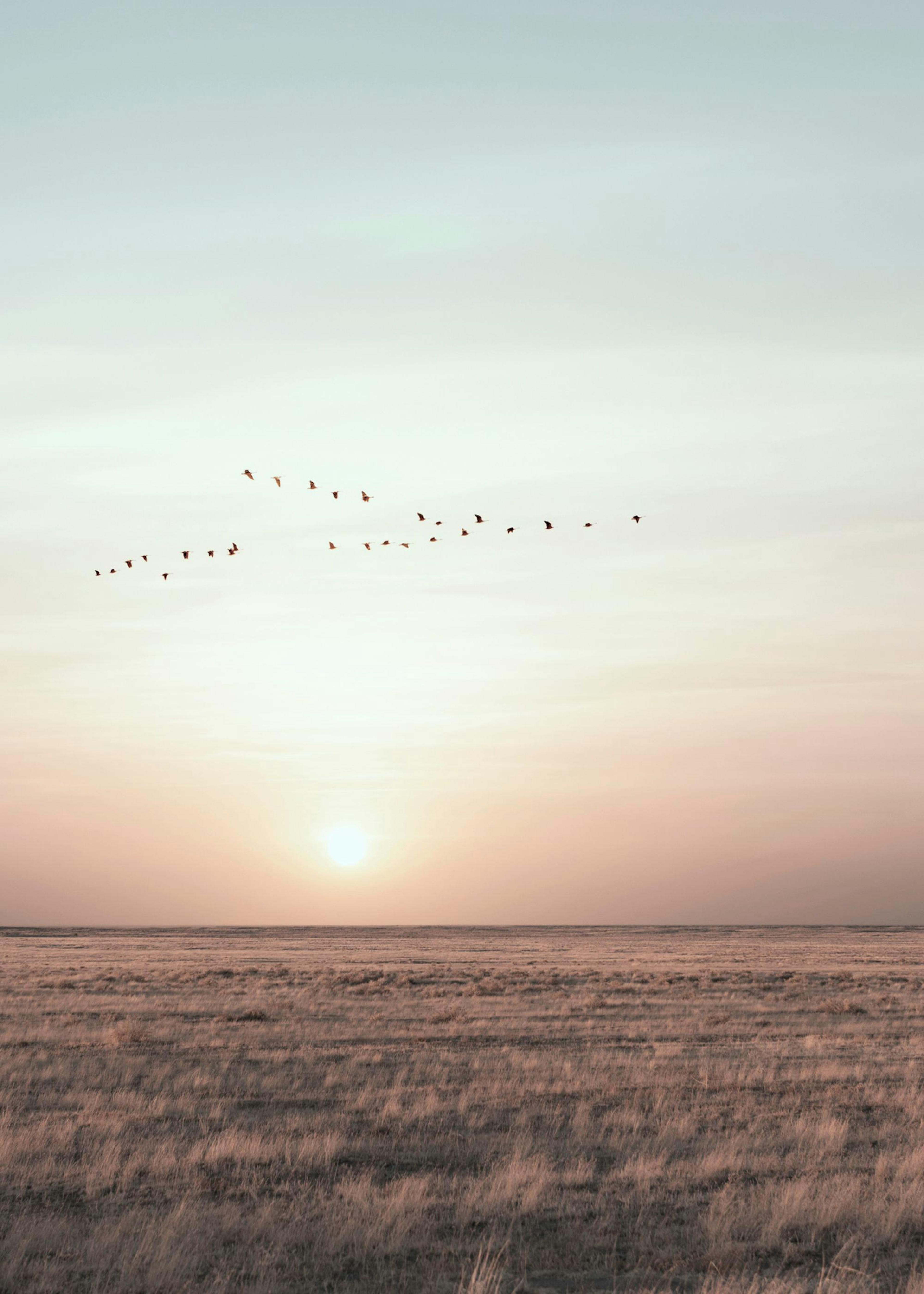 Field Sunset With Birds Print 0