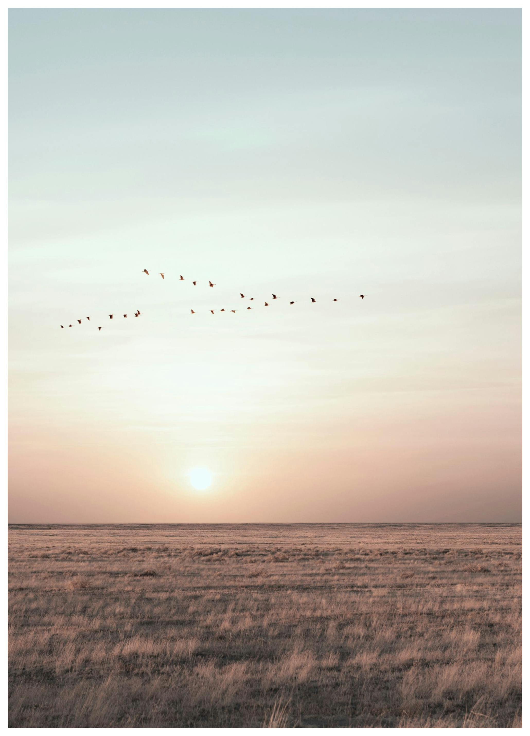 Prints - Field Sunset With Birds Print (30x40 cm) - Nature prints