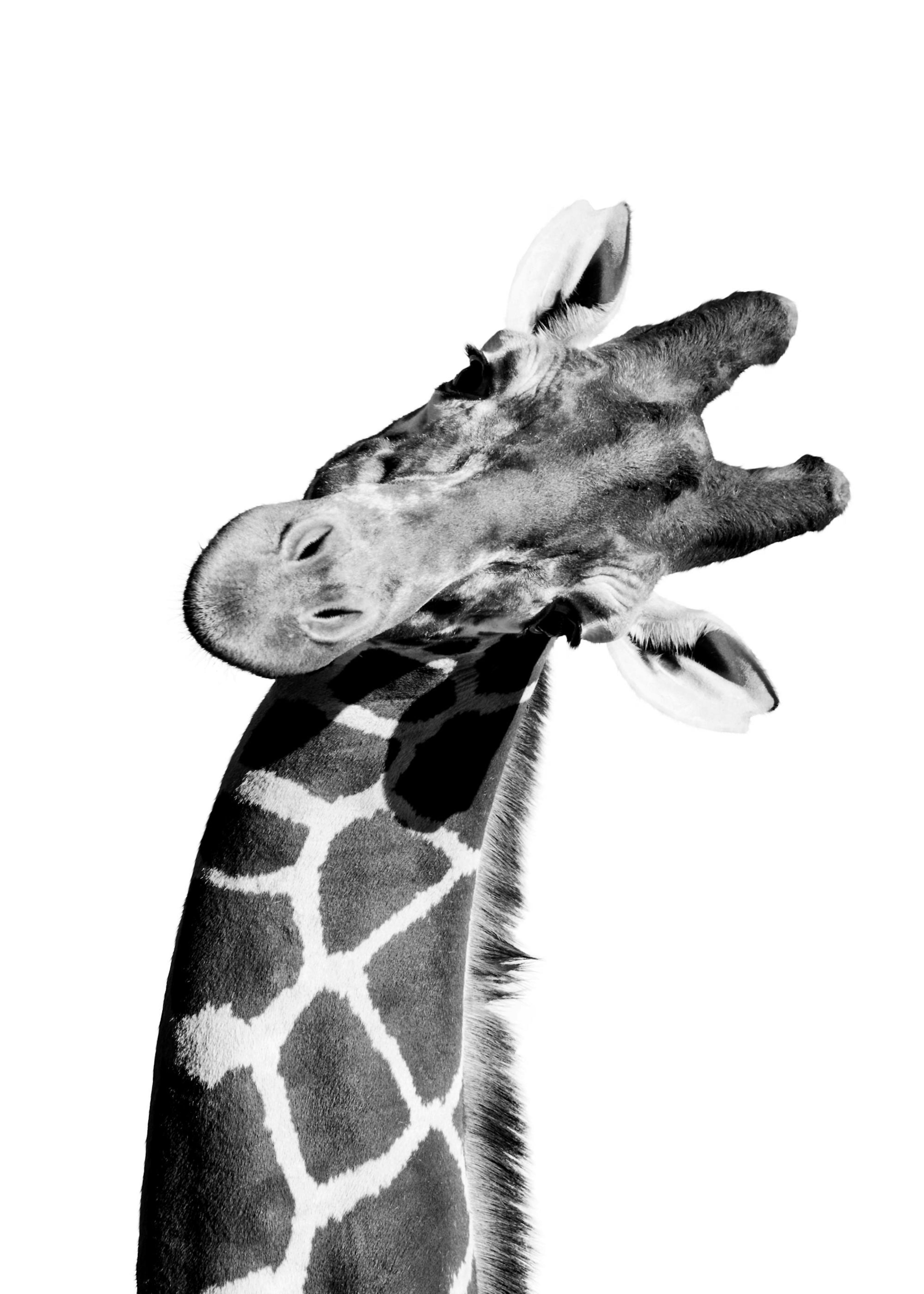 Giraffe Portrait Plakát 0