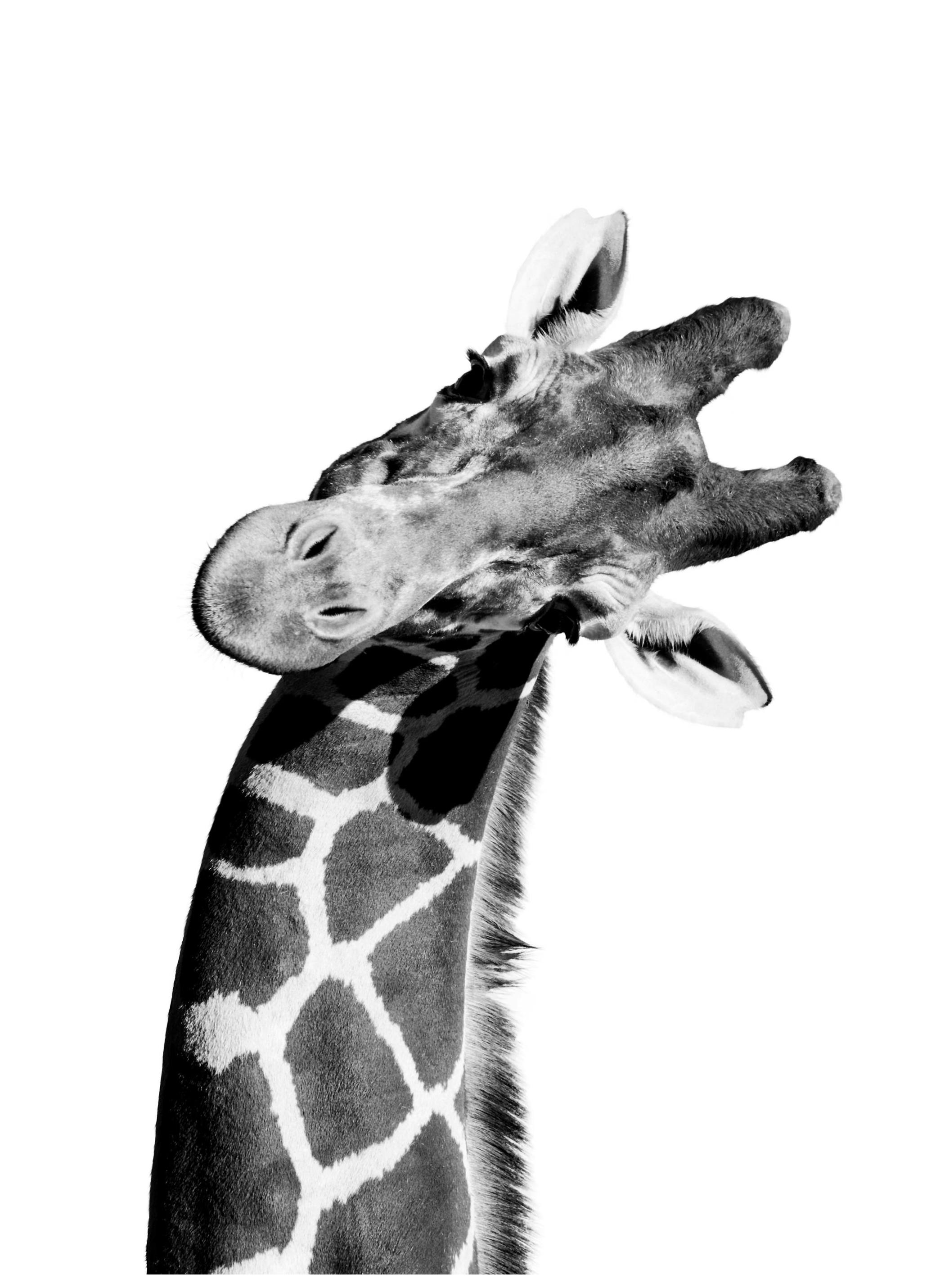 Giraffe Portrait Poster (30x40 cm) - Kinderposters
