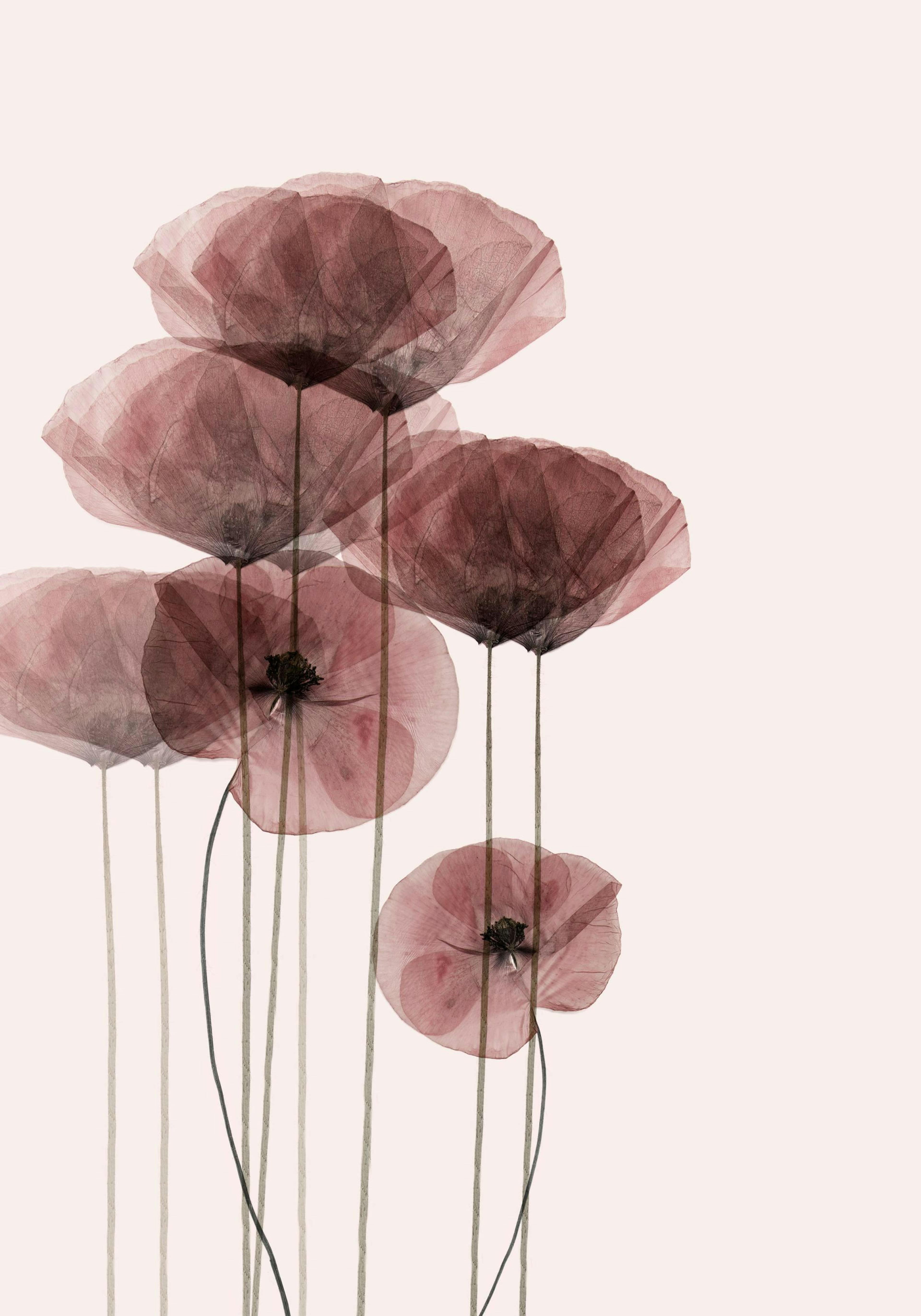 Poppy Bunch Plakát