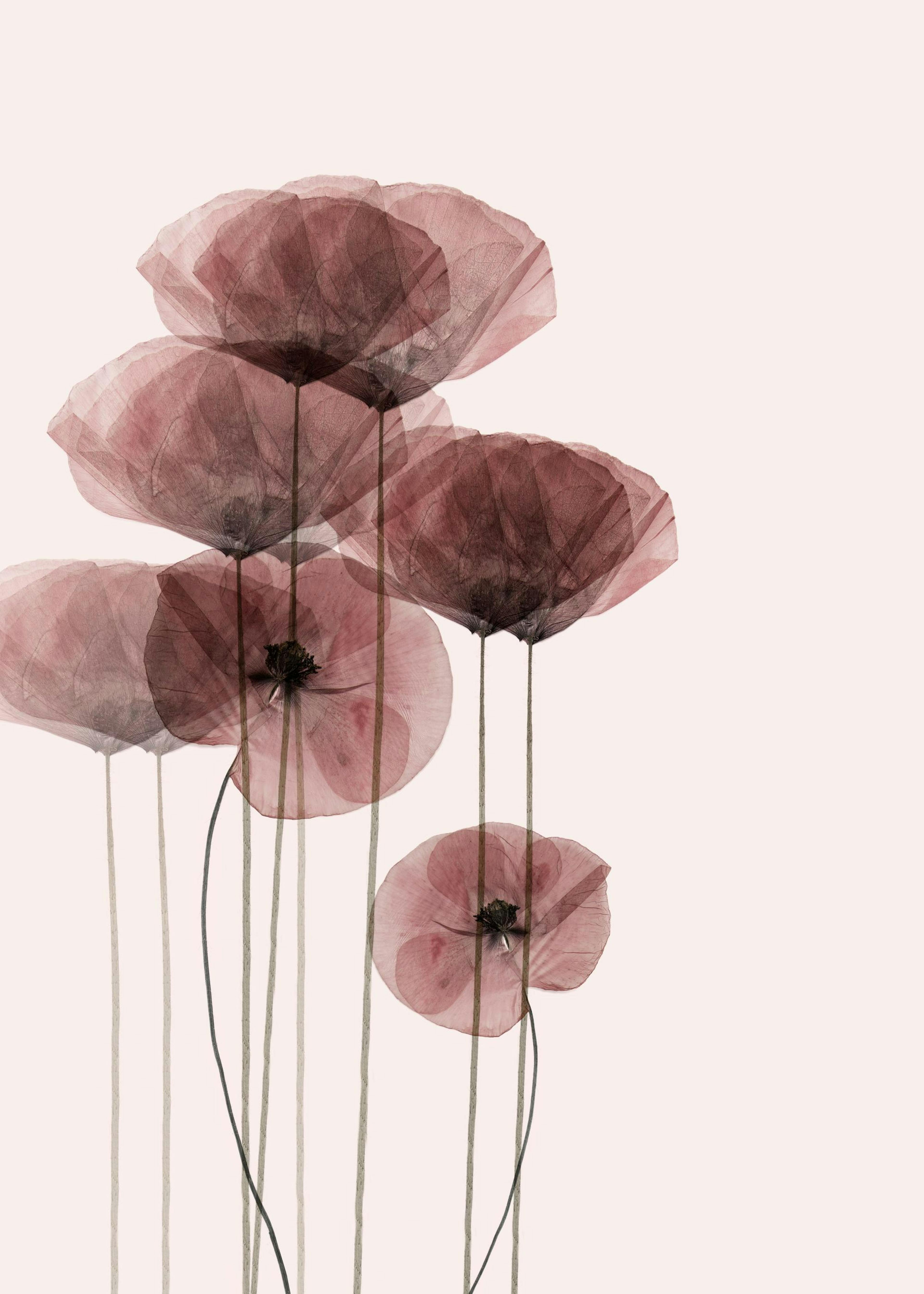 Poppy Bunch Poster 0