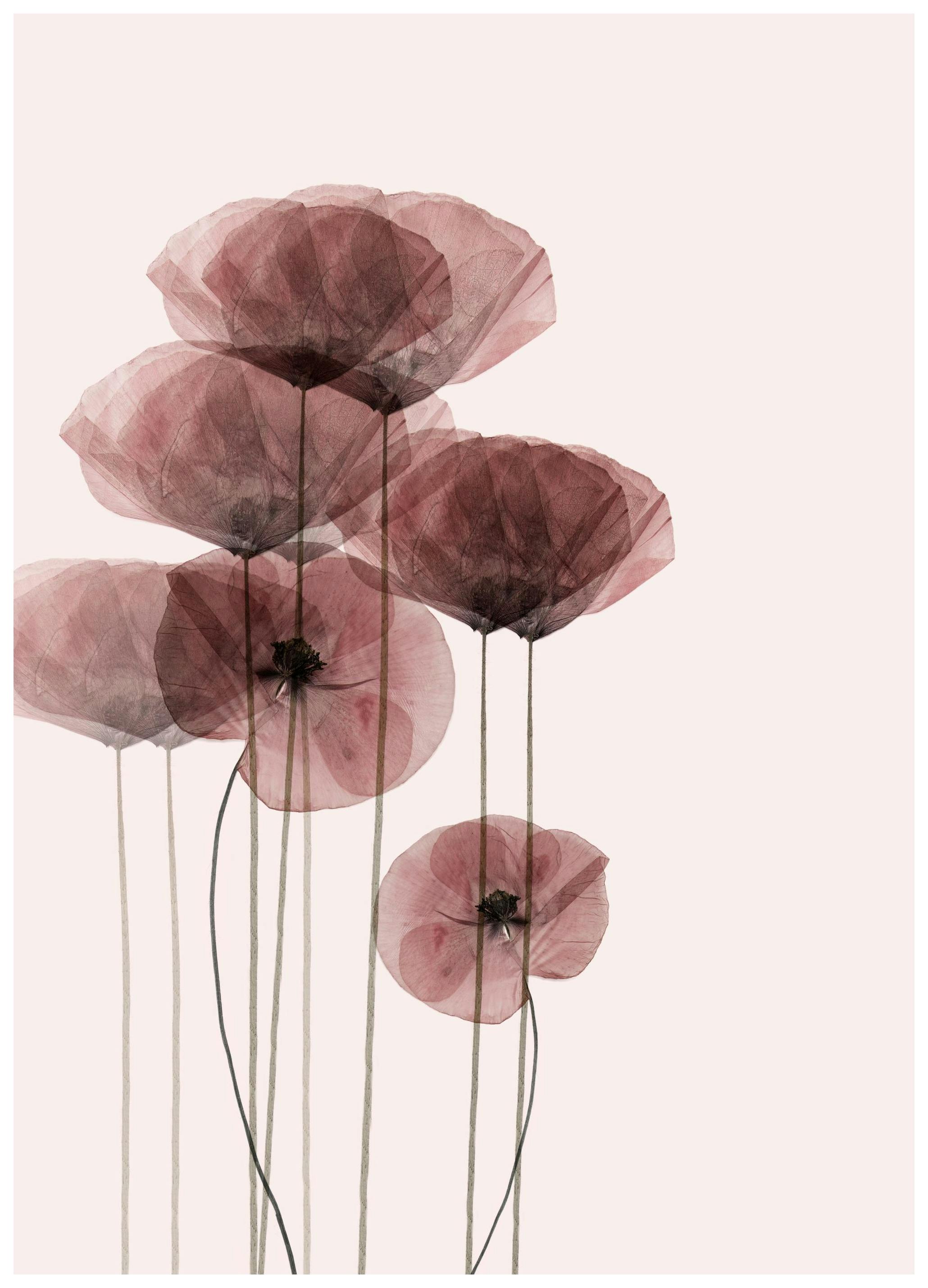 Poppy Bunch Plakat (21x30 cm) - Plakater > Kunstplakater > Fotokunst