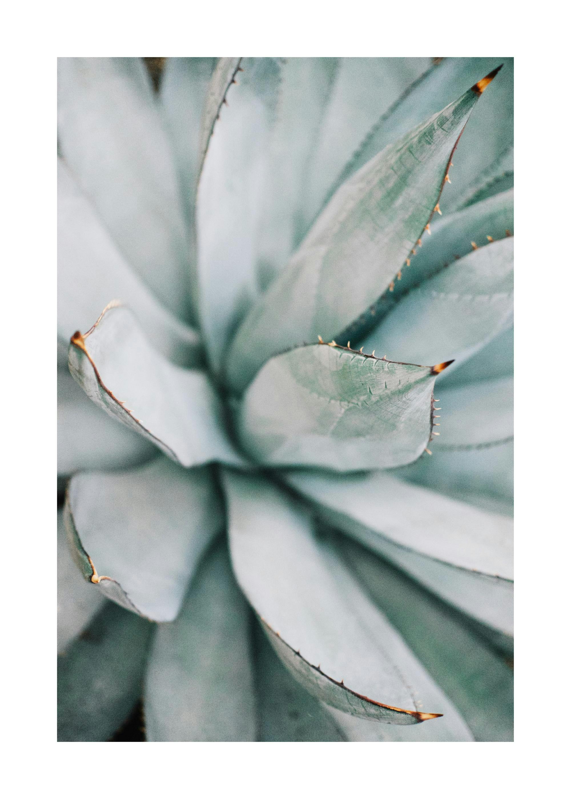 Aloe Vera Close Up Print 0