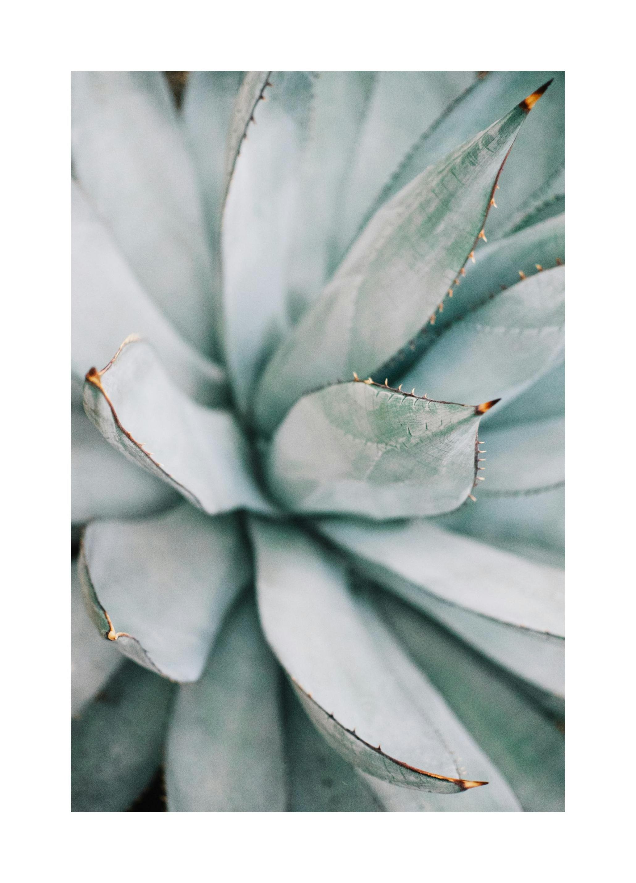 Aloe Vera Close Up Poster (50x70 cm) - Fotokunst