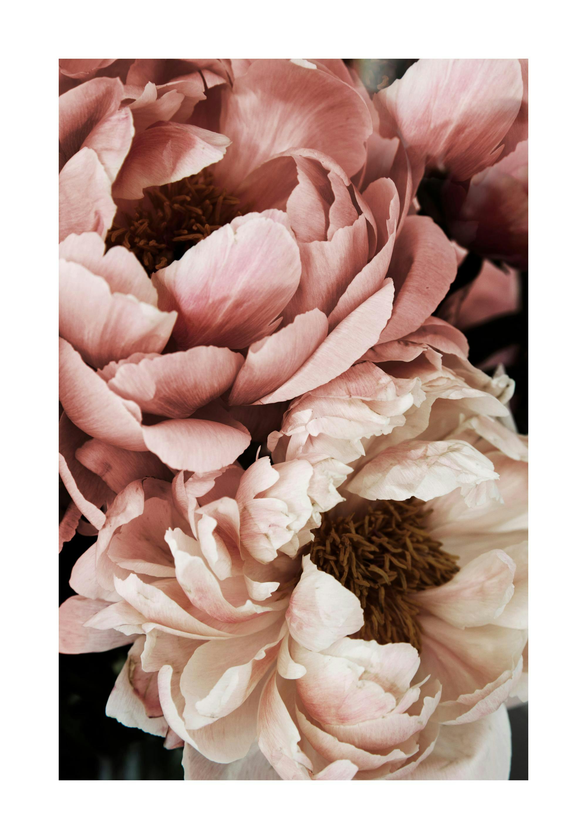 Coral Sunset Peony 포스터 0