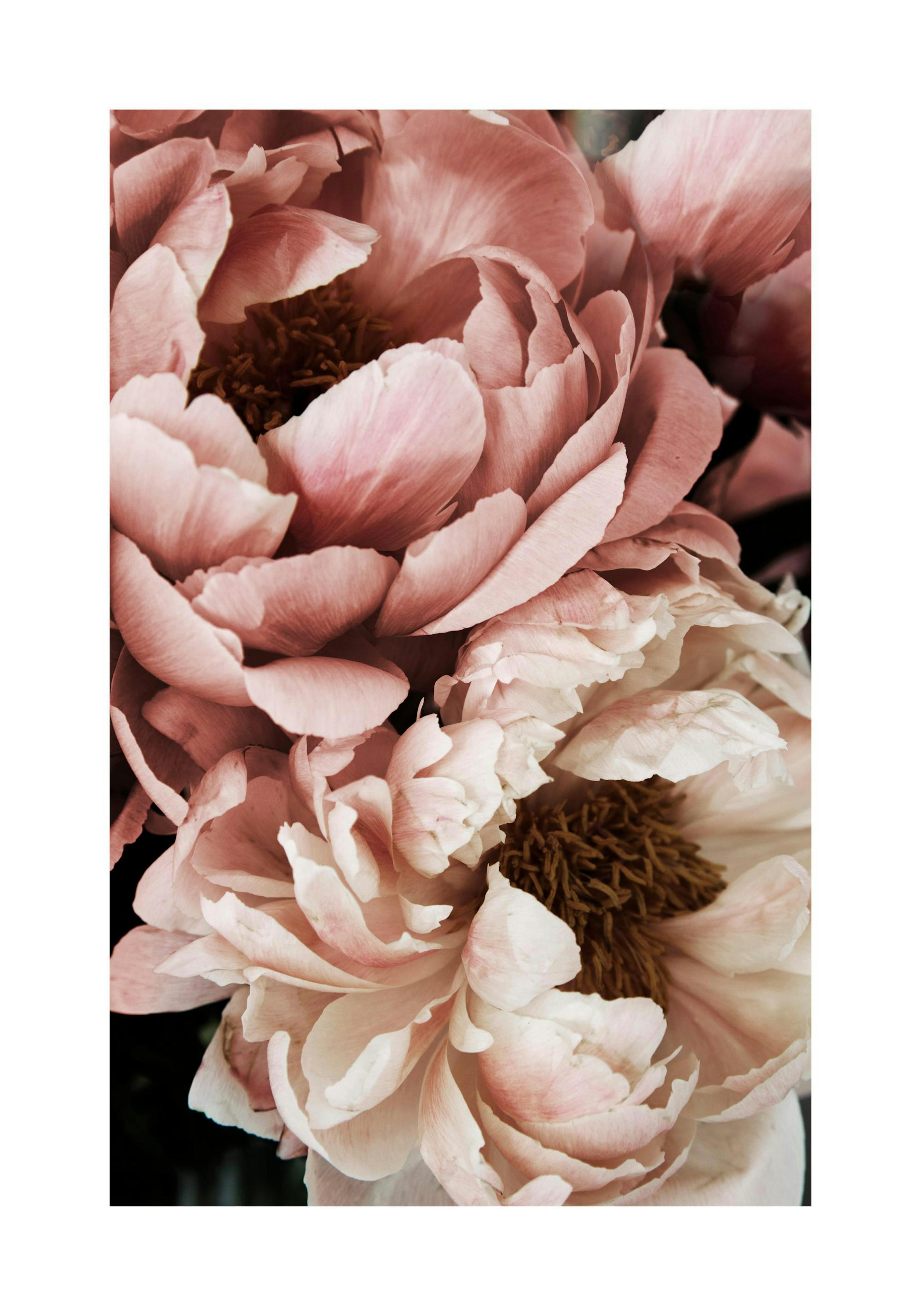 Coral Sunset Peony Print