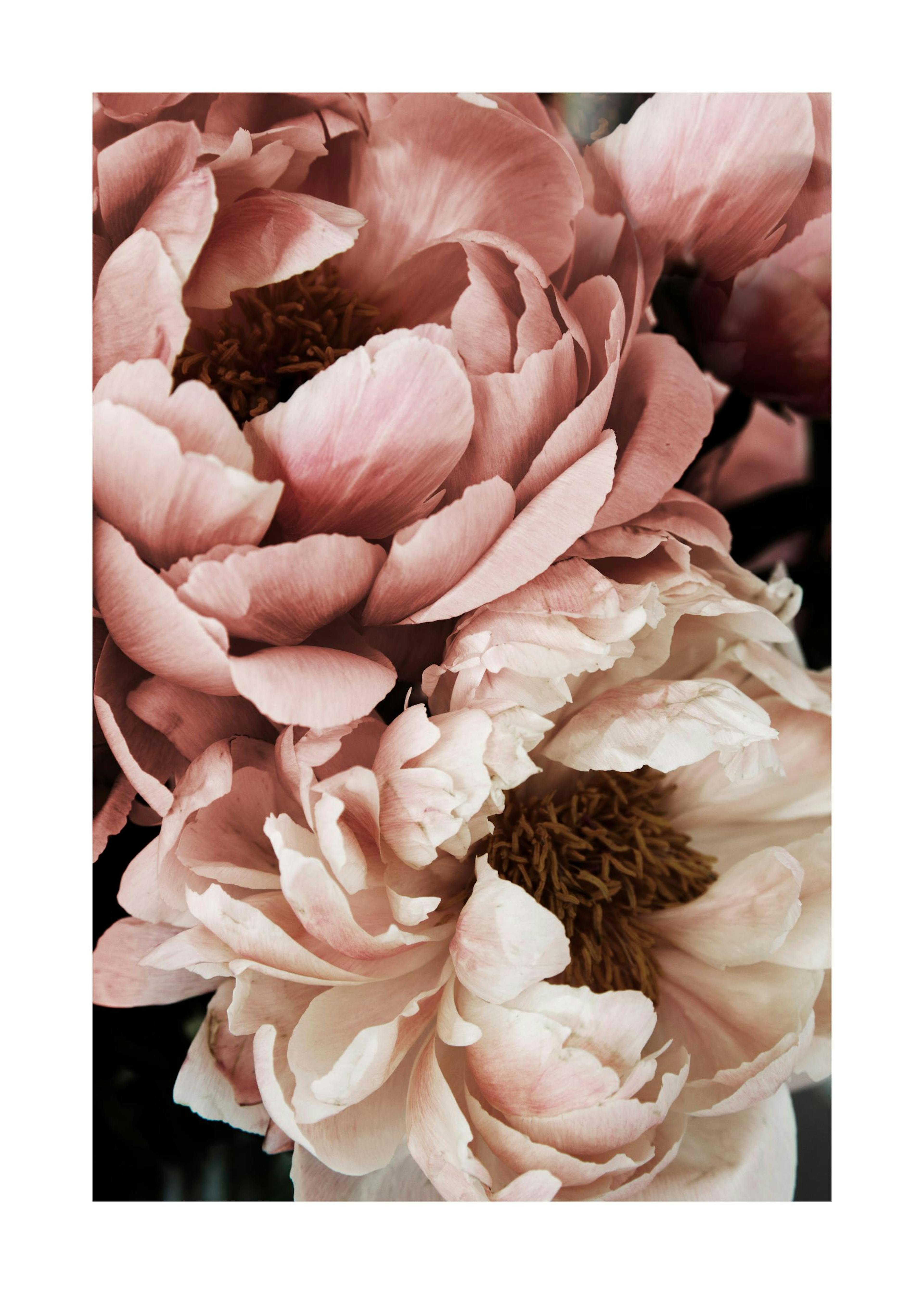 Coral Sunset Peony Print 0