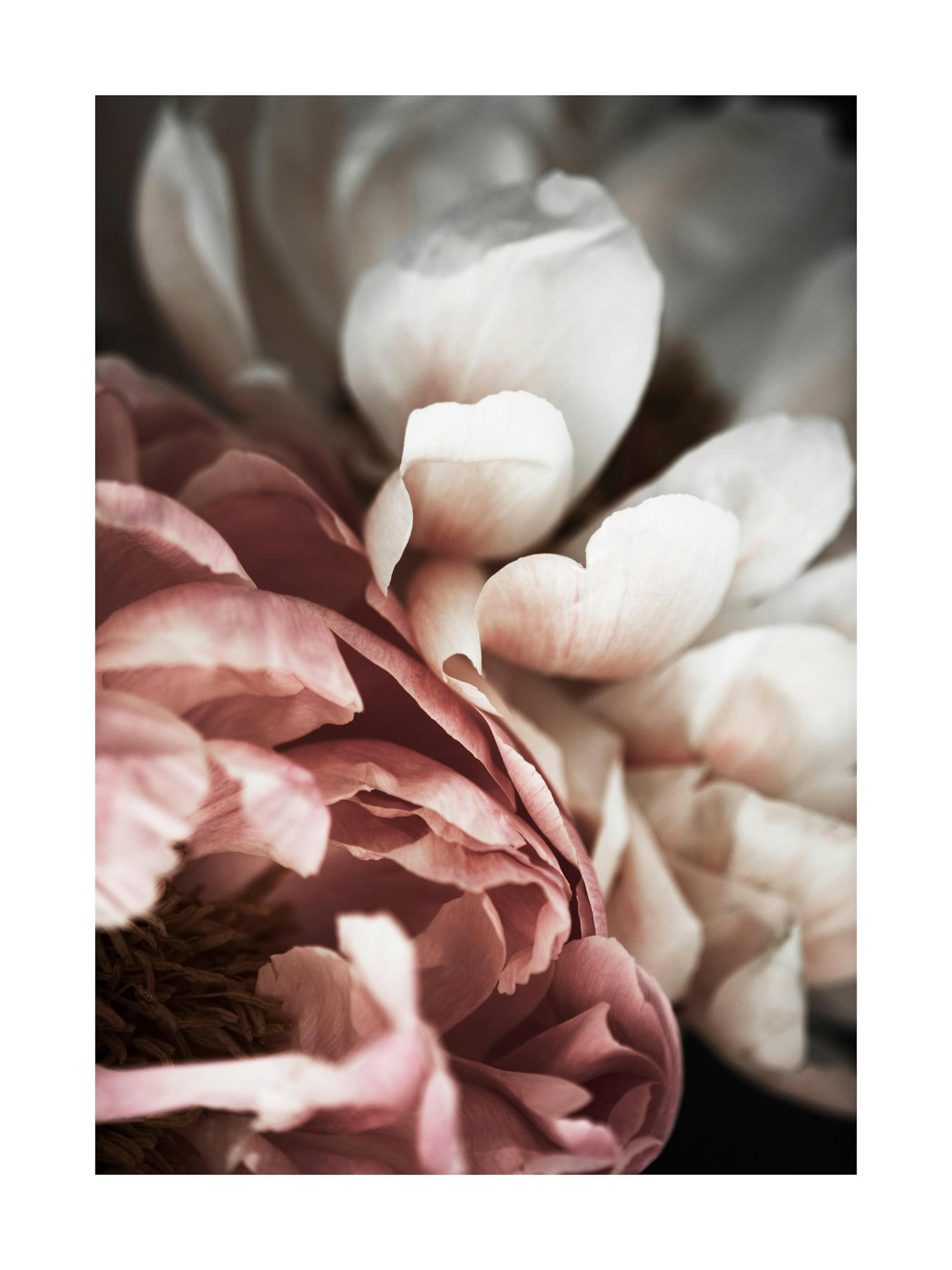 Pink and White Peony Poster