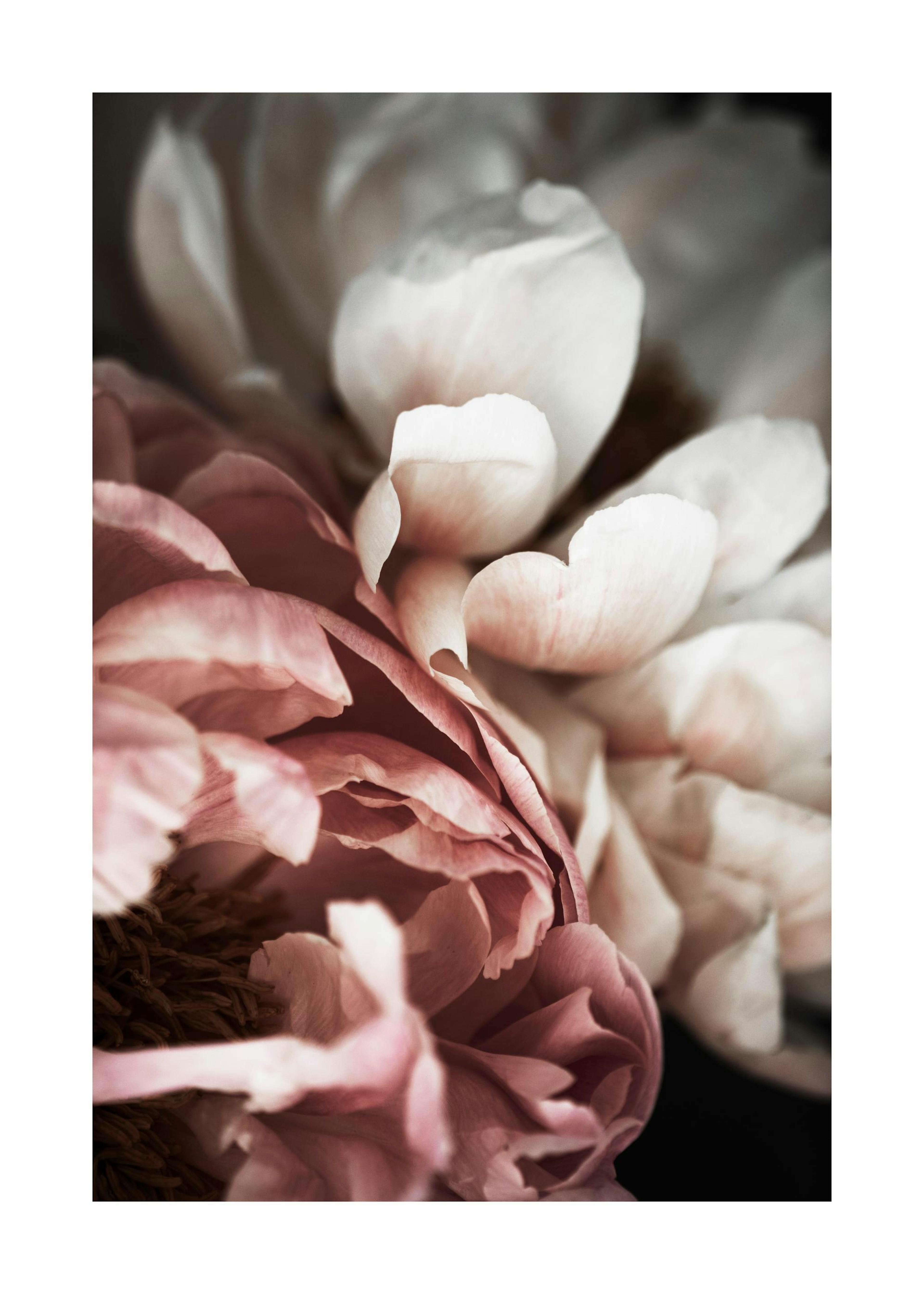 Pink and White Peony Print 0