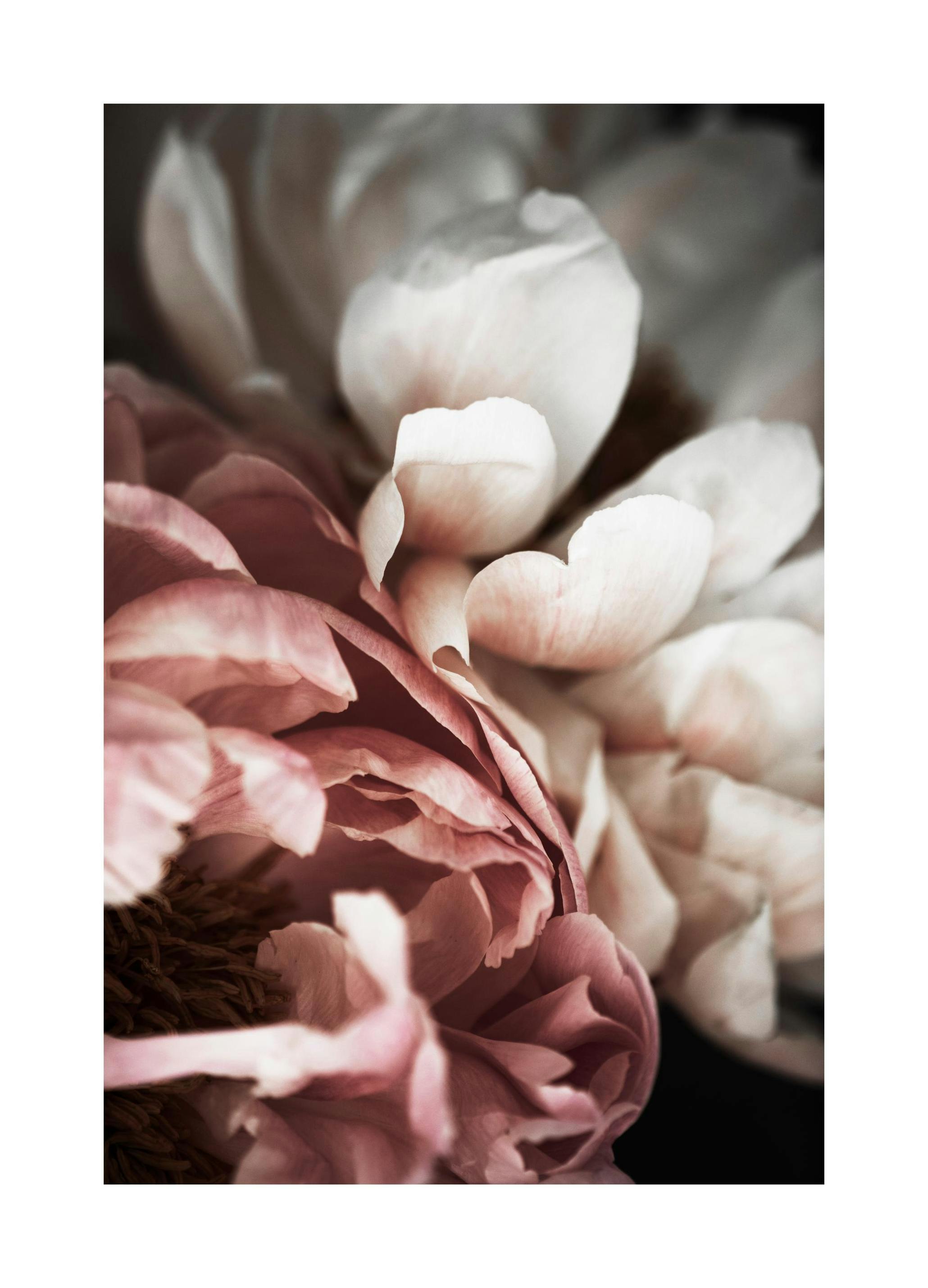 Pink and White Peony Plakat (50x70 cm)- Fotografia