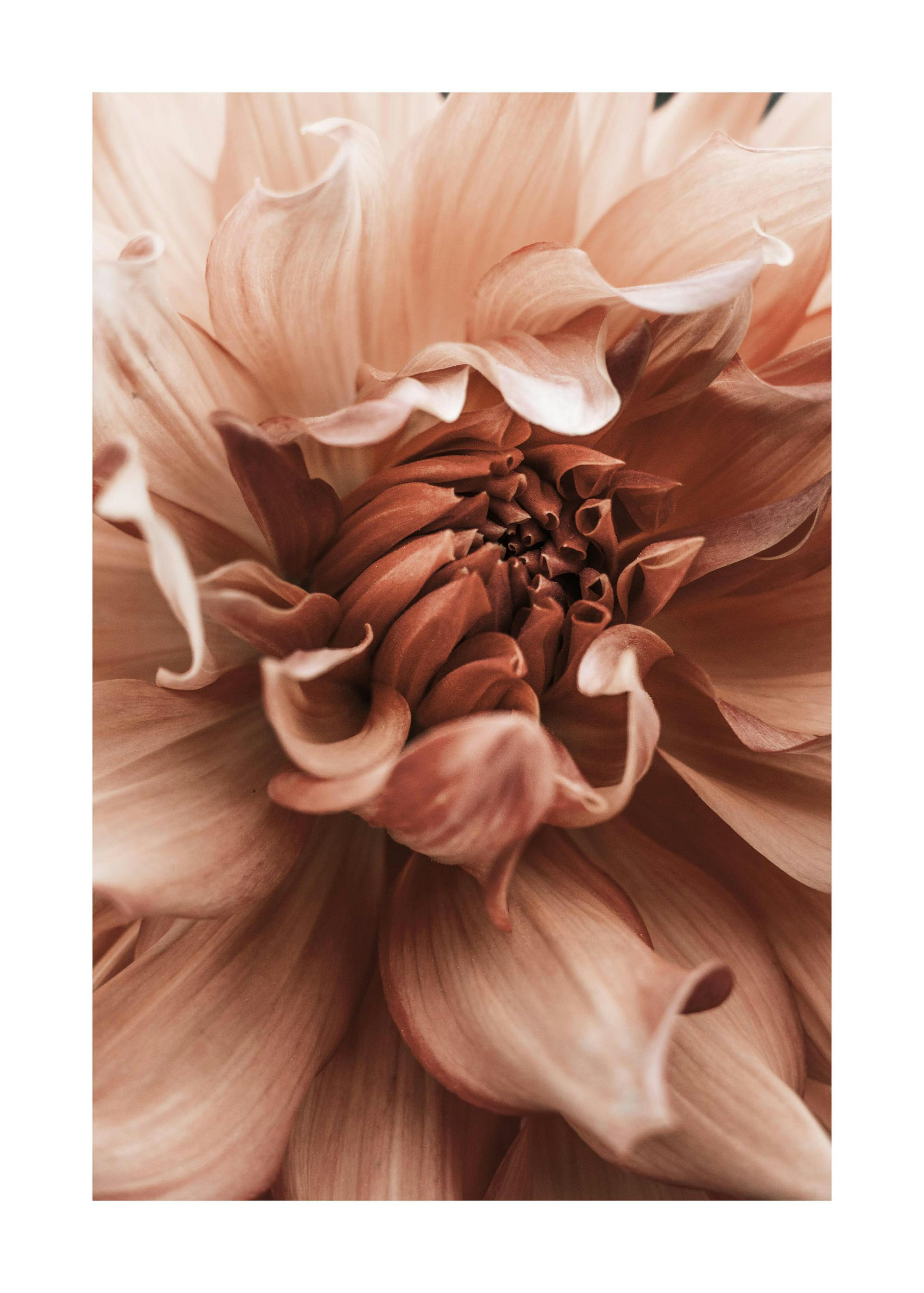 Earth Flower Poster 0