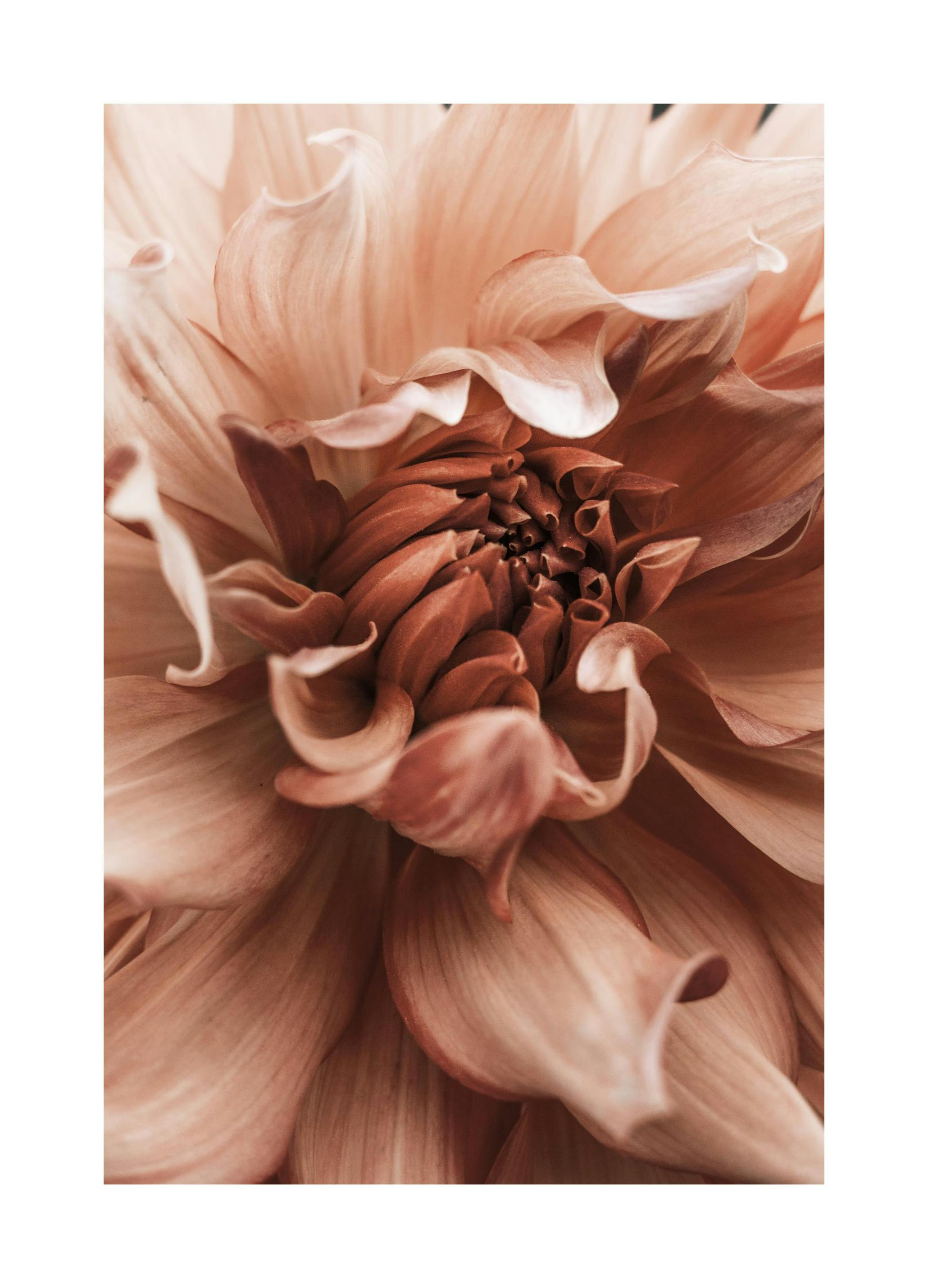 Earth Flower Affiche (50x70 cm) - Tableaux de fleurs