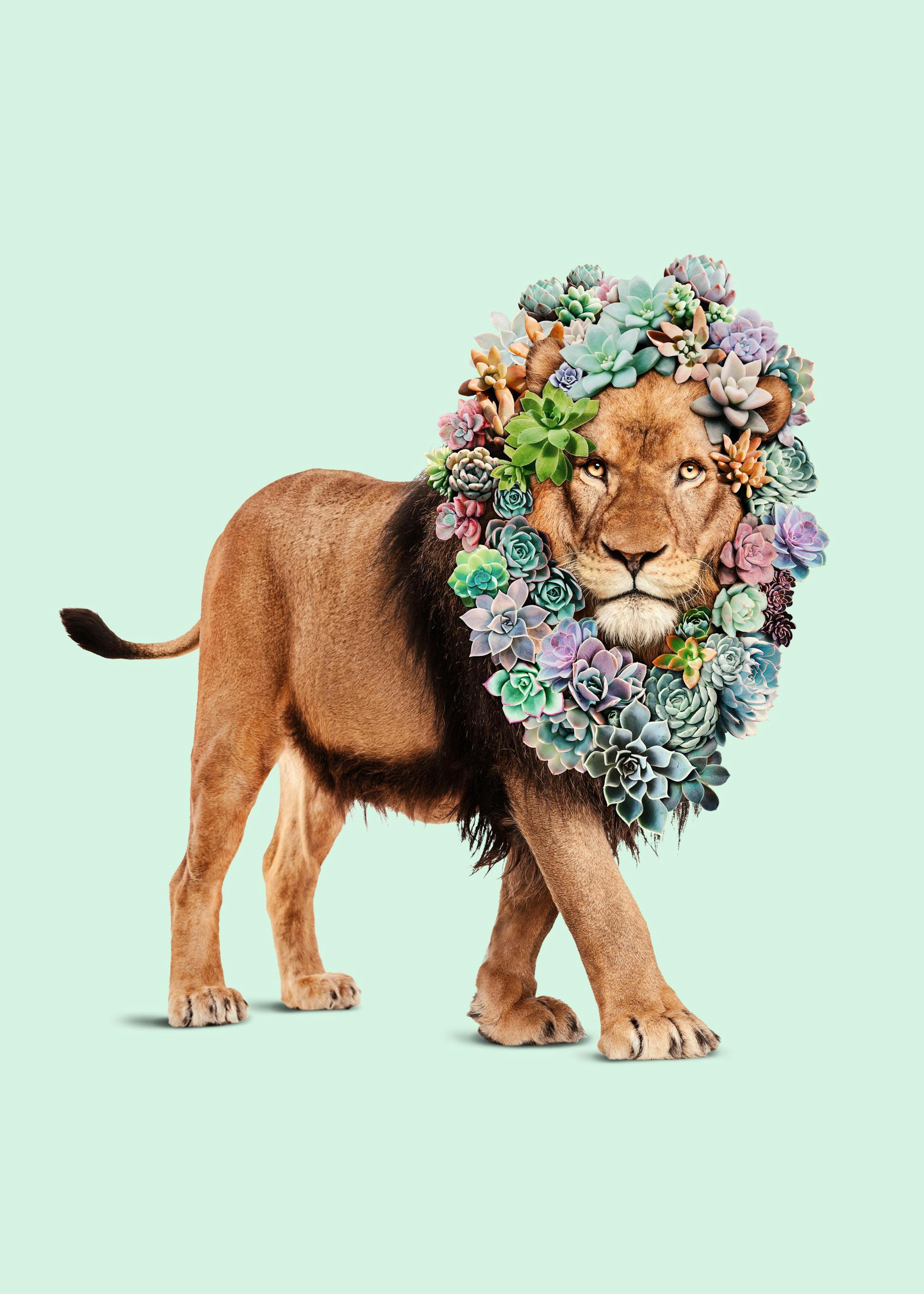 Jonas Loose - Succulent Lion Print 0