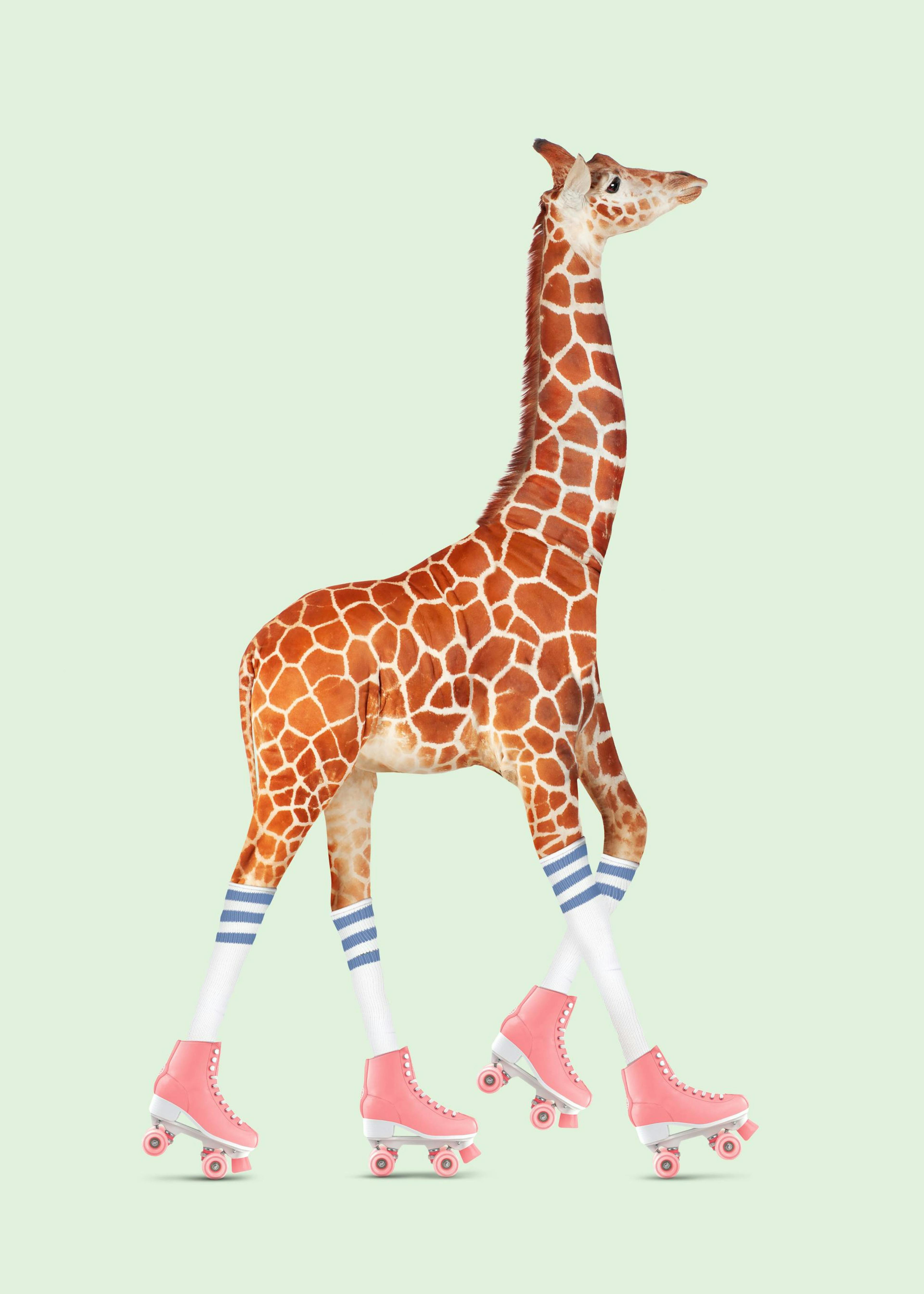 Jonas Loose - Rollerskating Giraffe Juliste 0