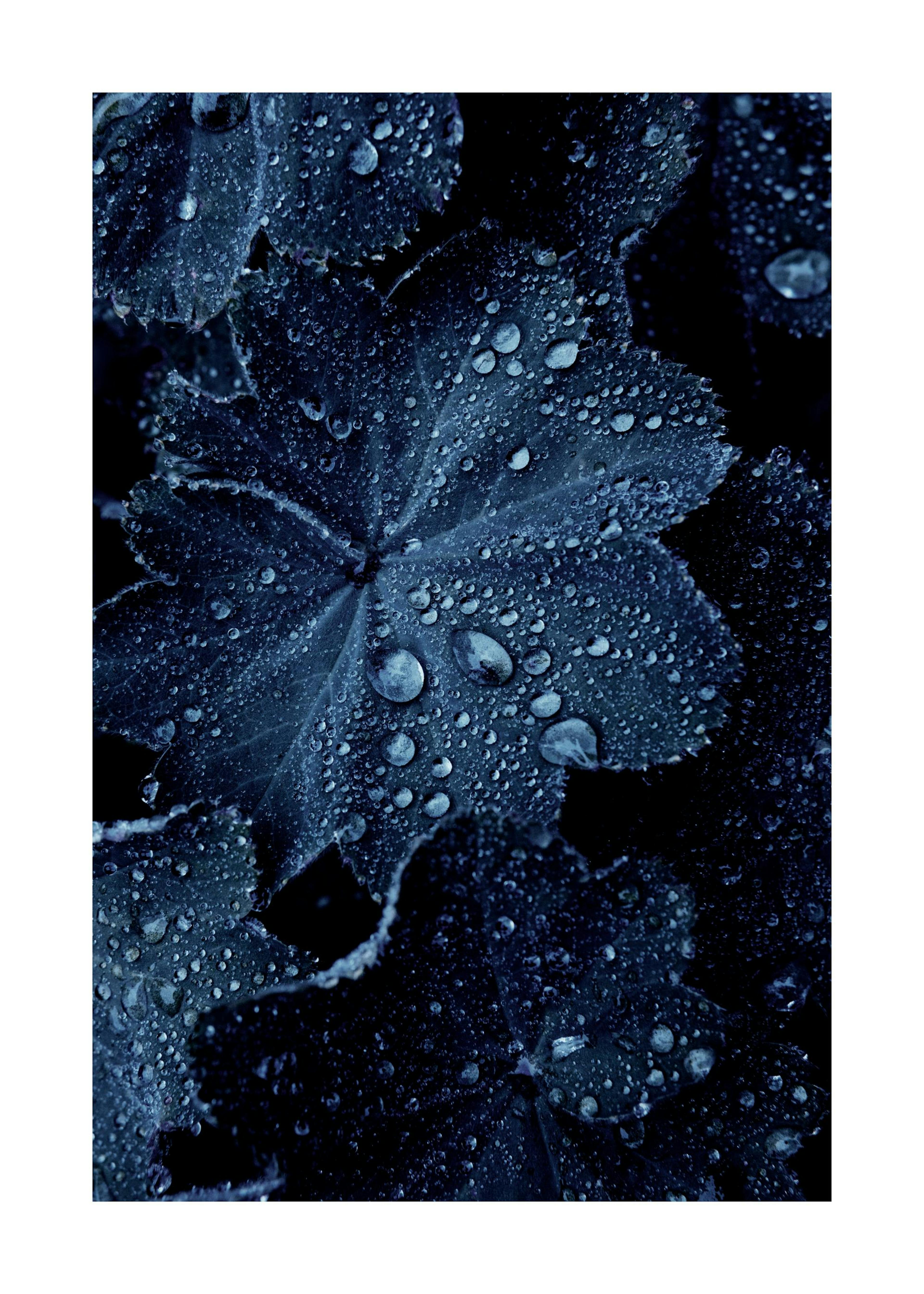 Raindrops on Blue Leaves Plagát 0