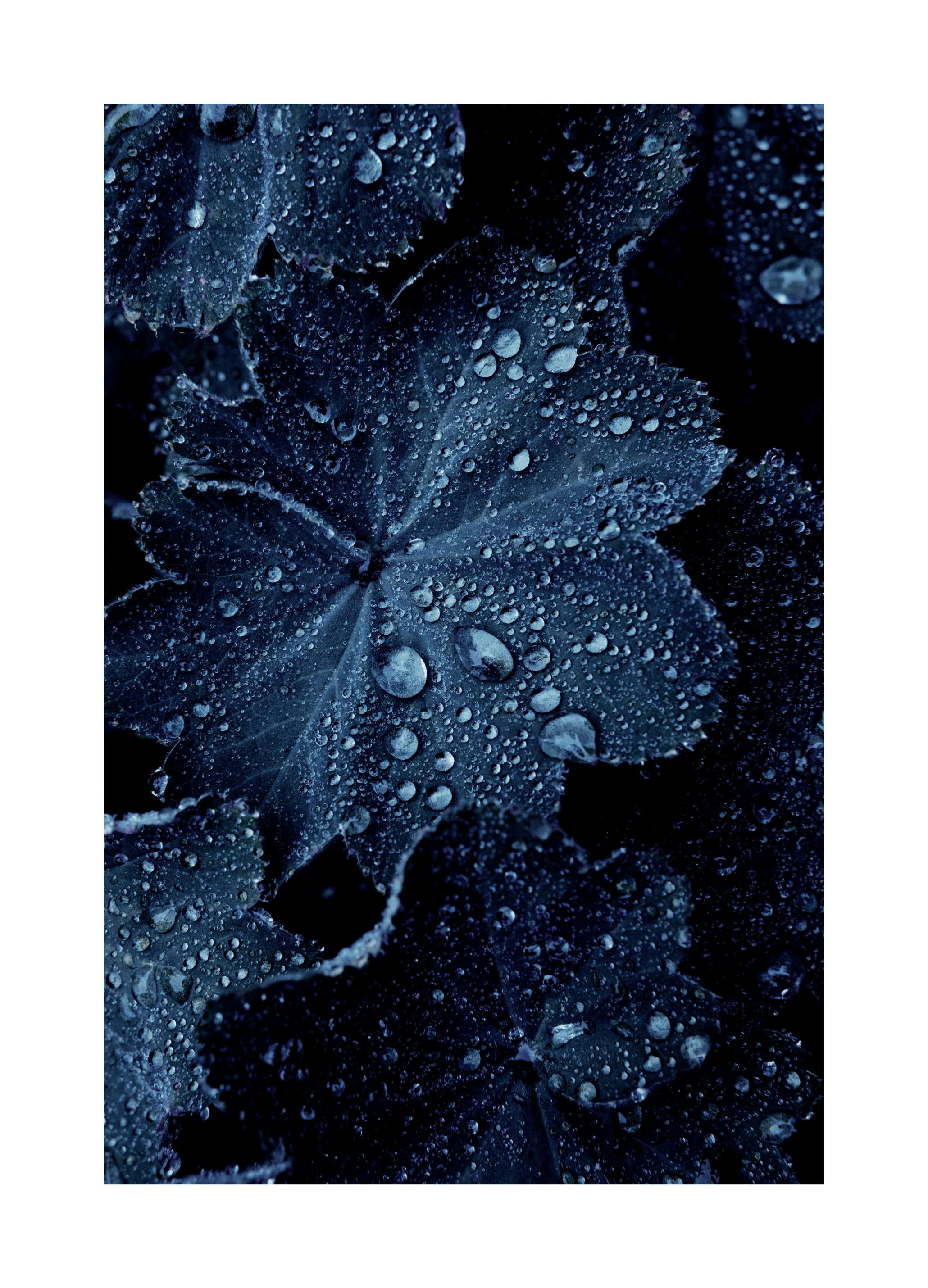 Raindrops on Blue Leaves Affiche (21x30 cm) - Photographies