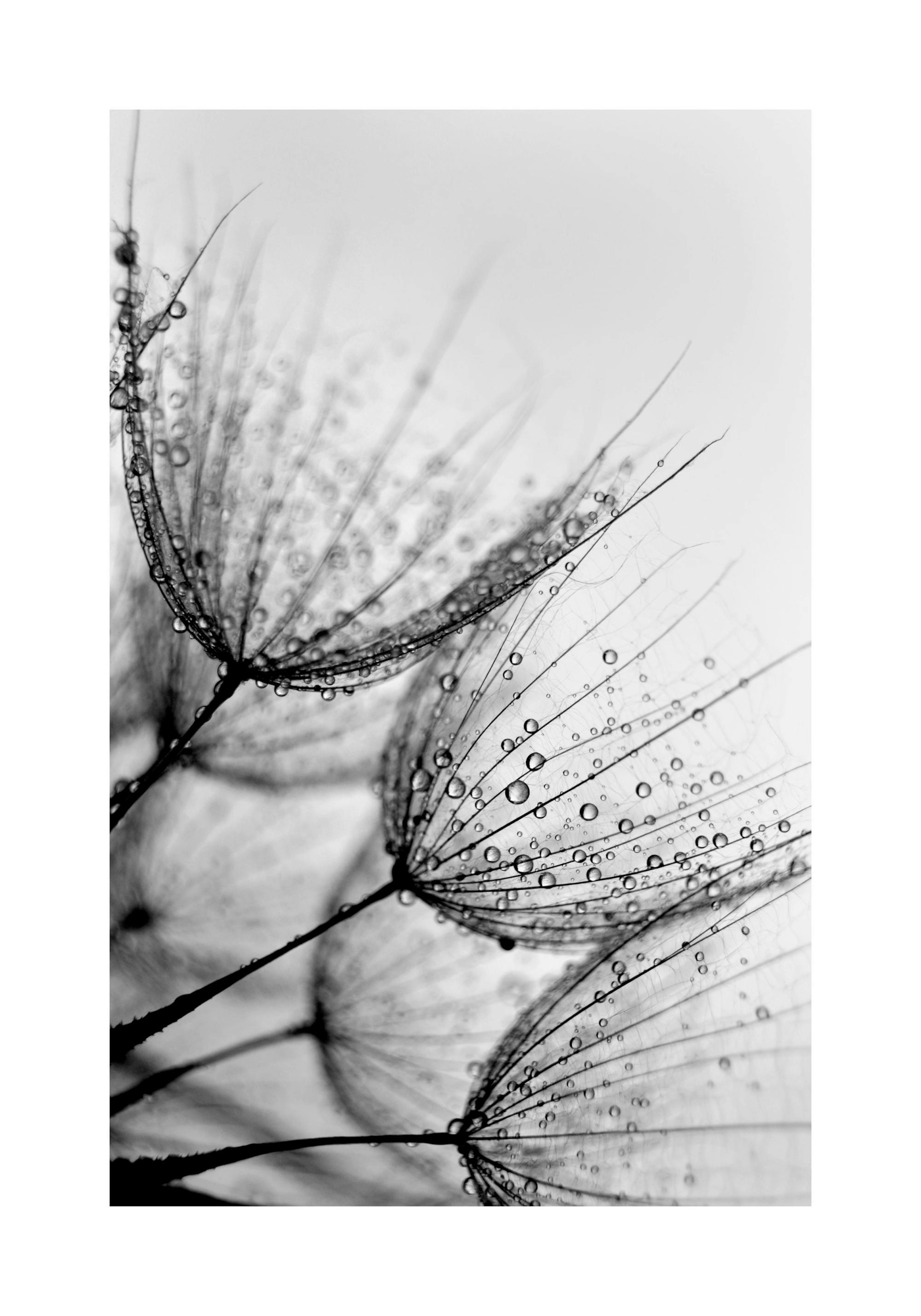 Dandelion Drops Juliste