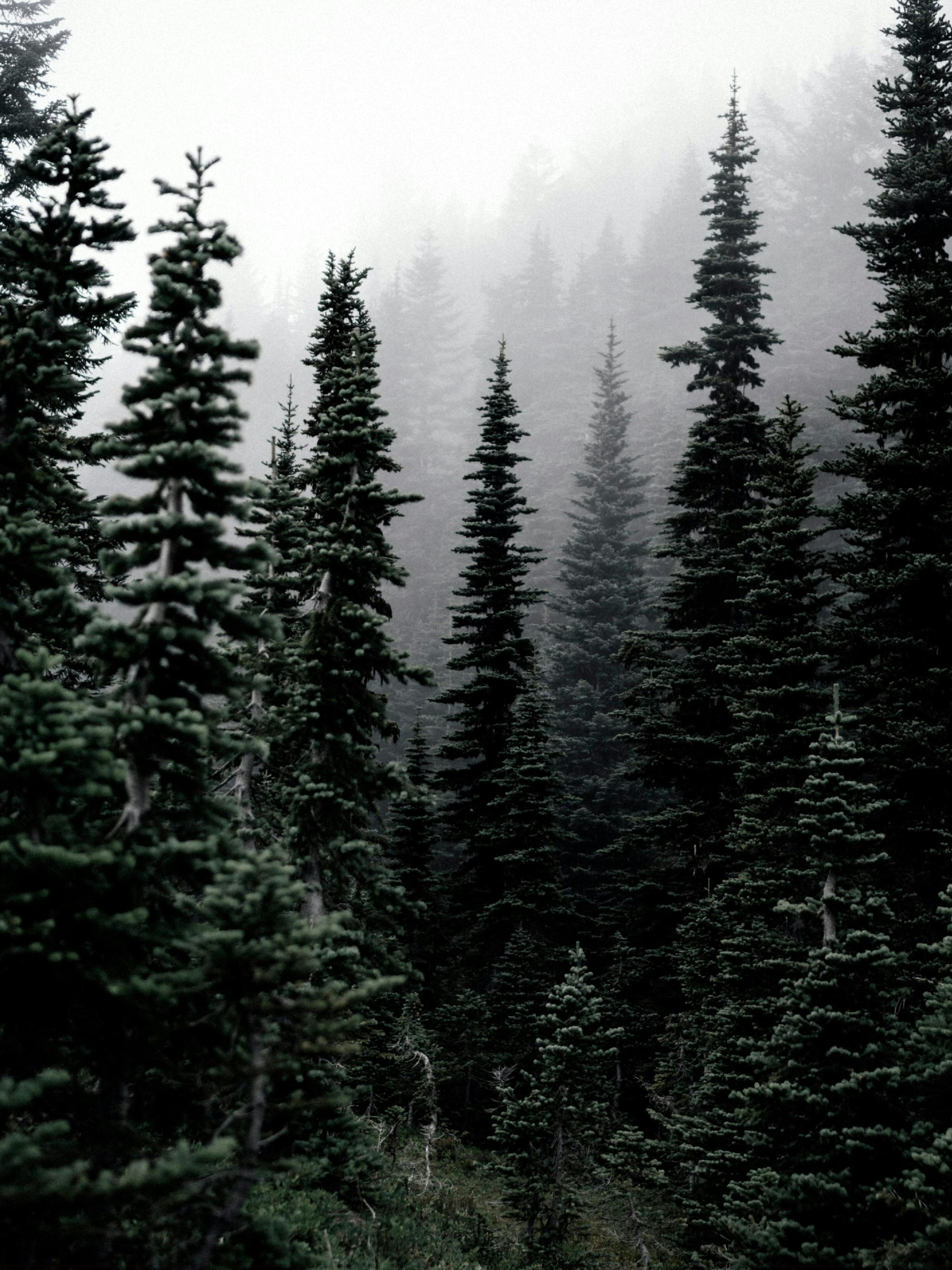 Foggy Woods Plakát