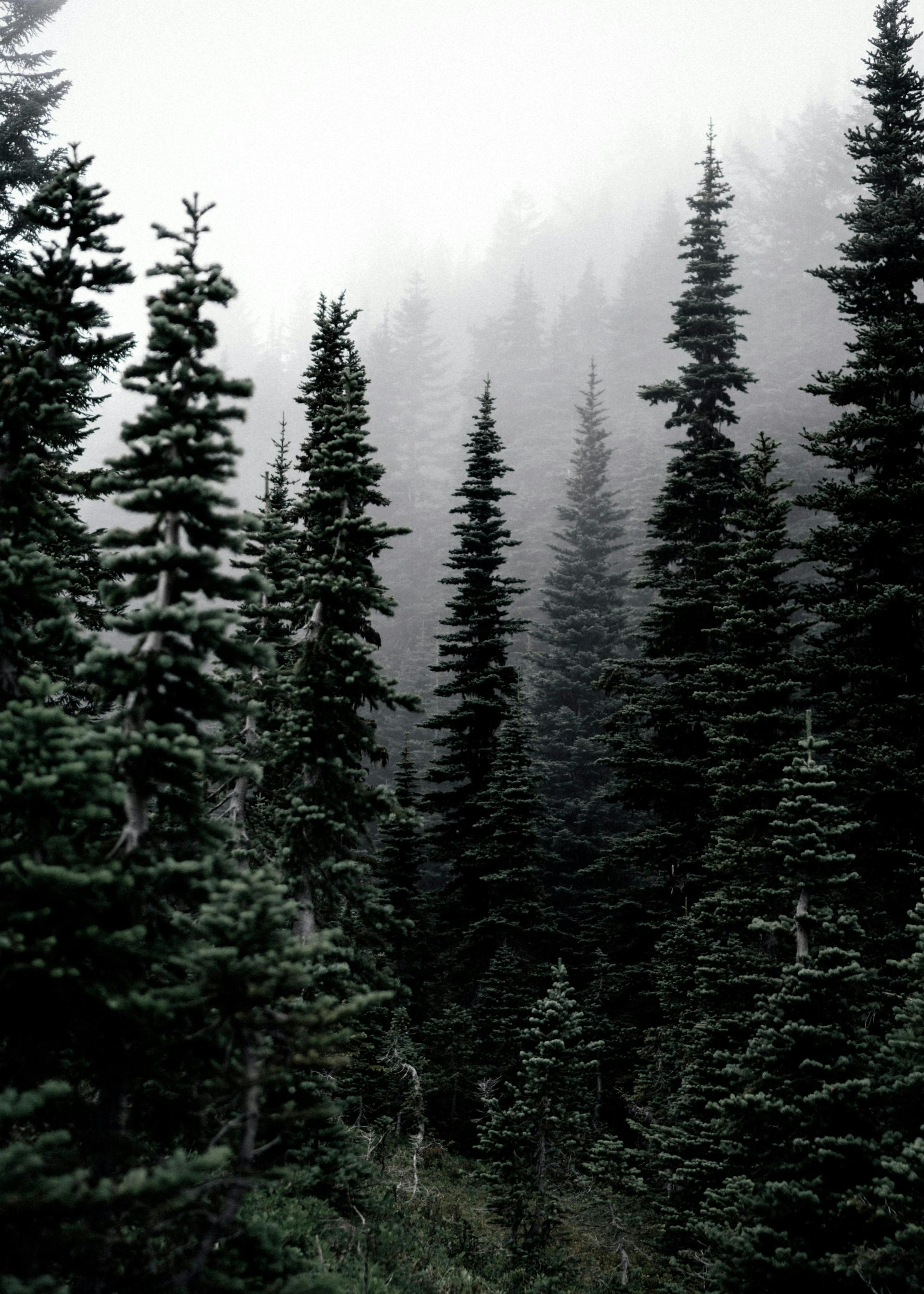 Foggy Woods Poster 0