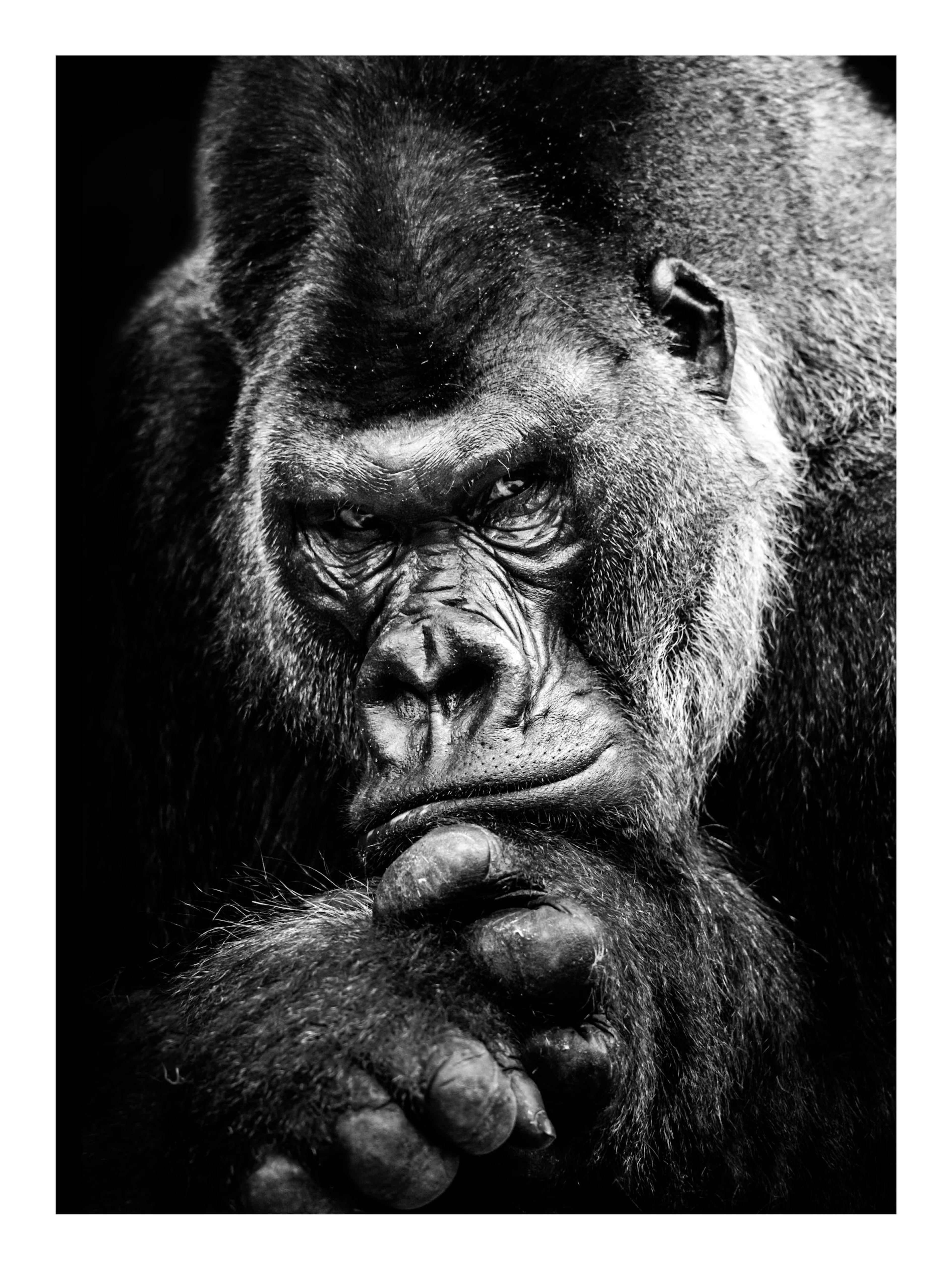 Gorilla Plakat