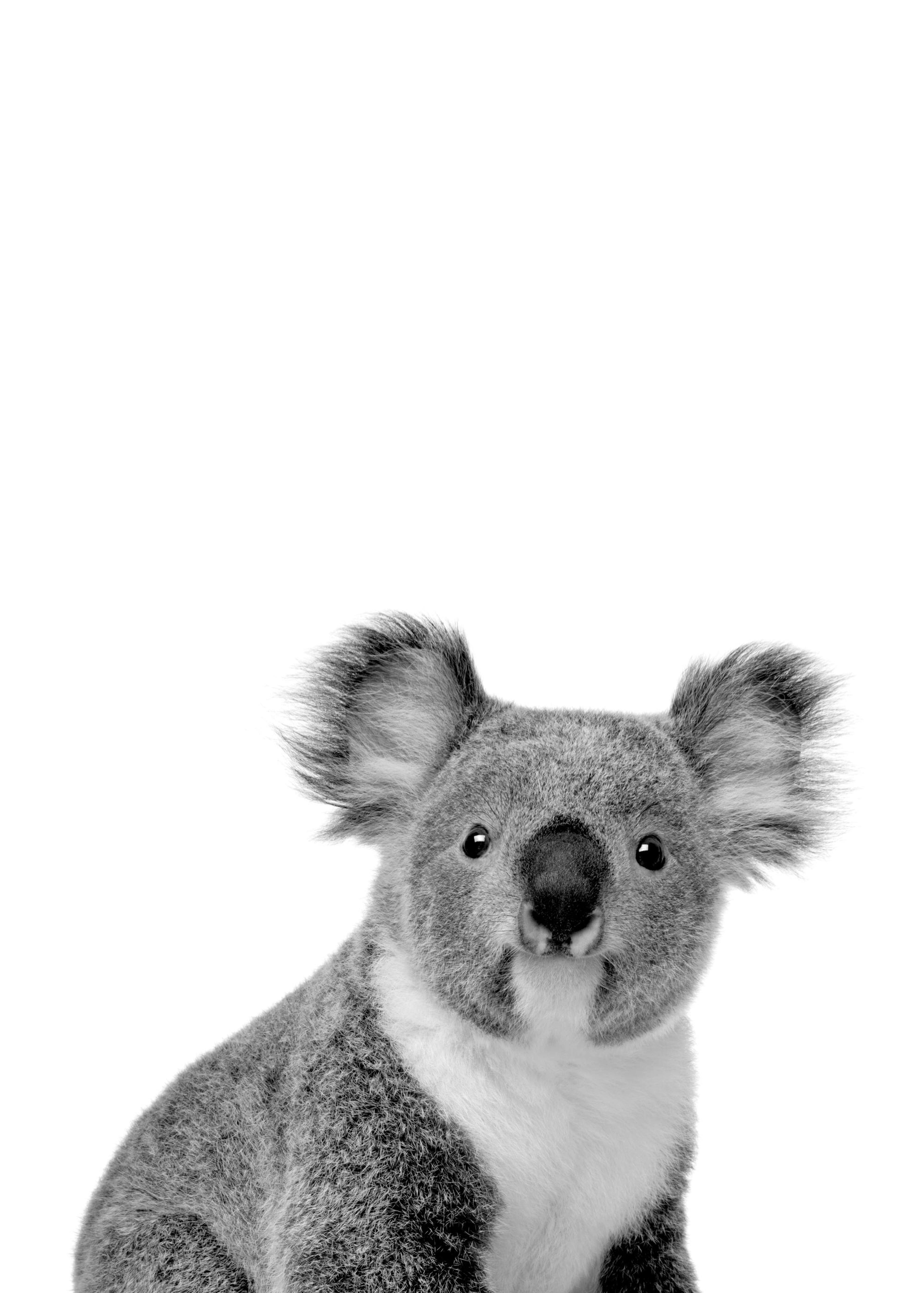 Koala Affiche 0