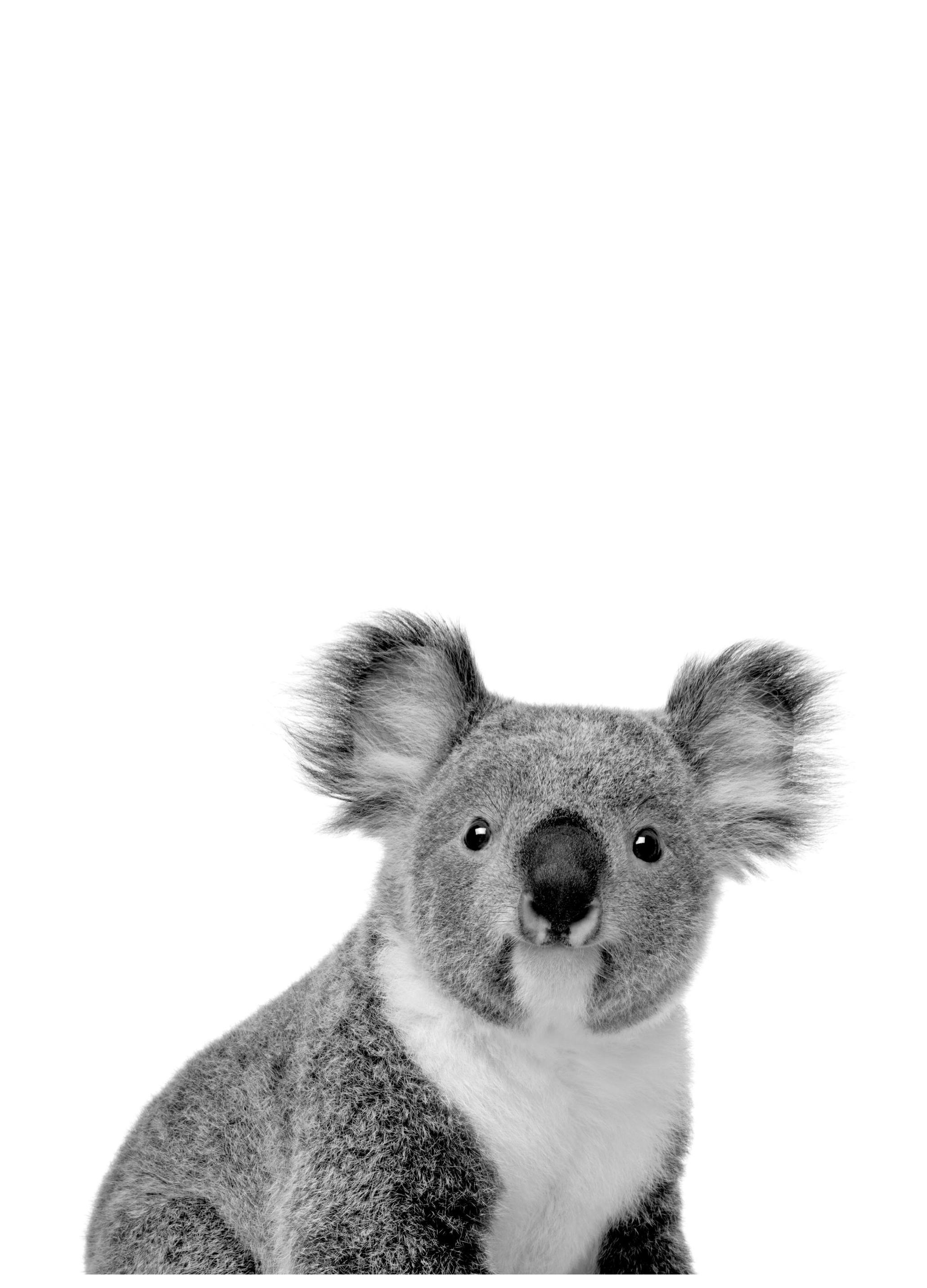 Koala Affiche (30x40 cm) - Affiches noir et blanc