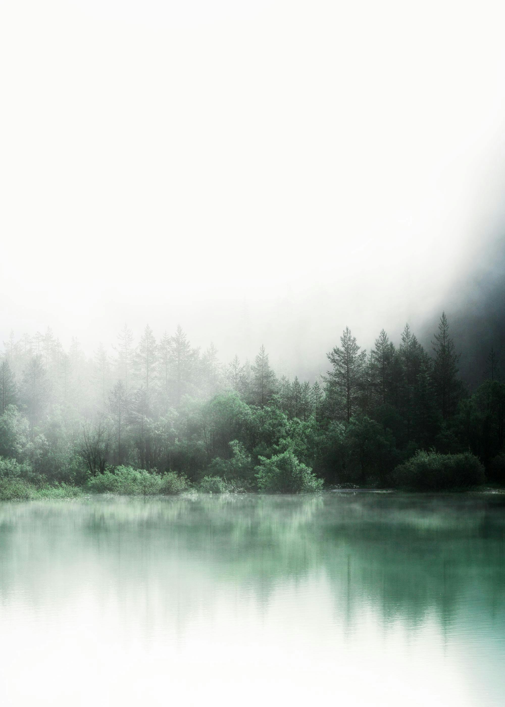 Forest Reflections Affiche 0