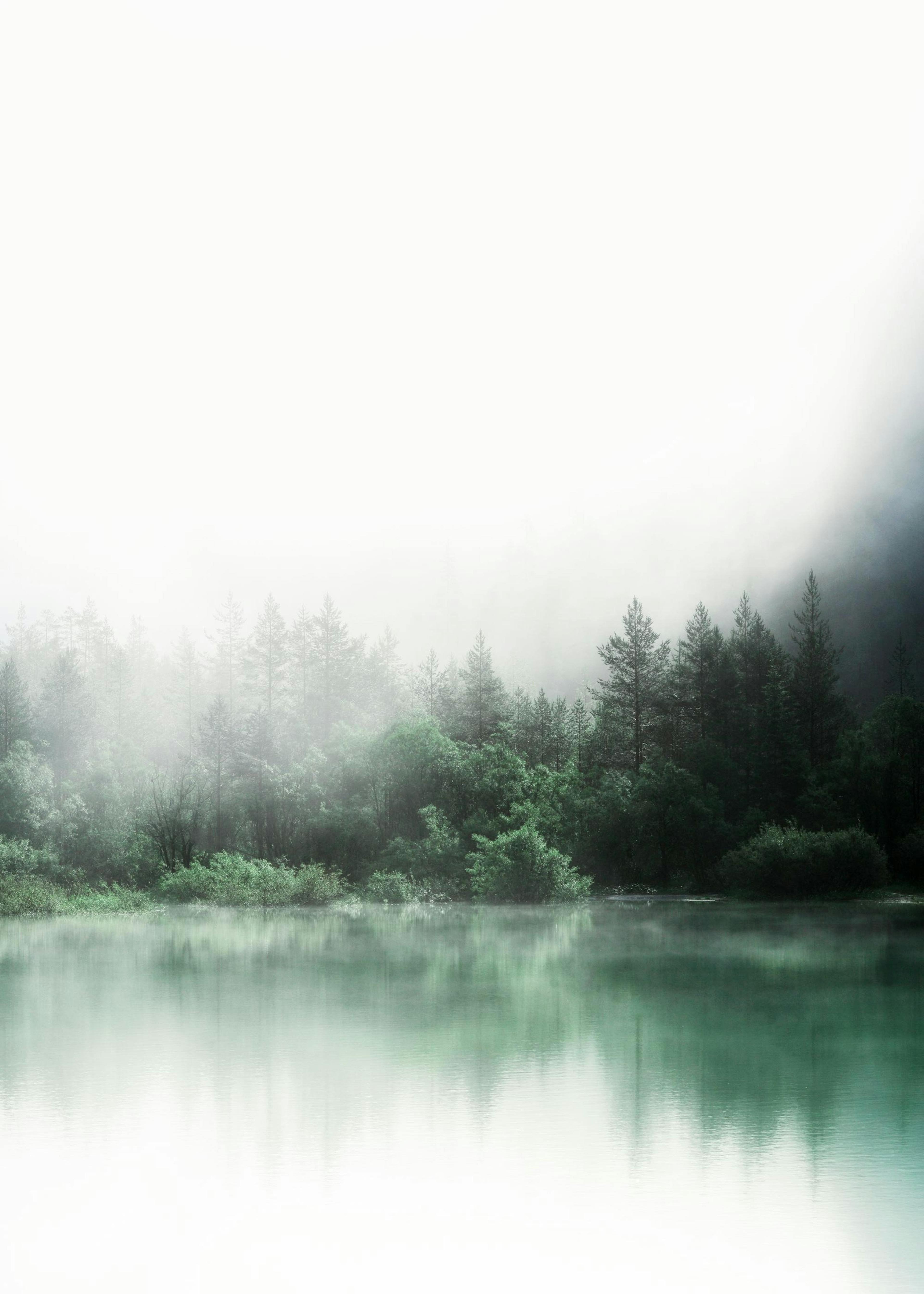 Forest Reflections Poster 0