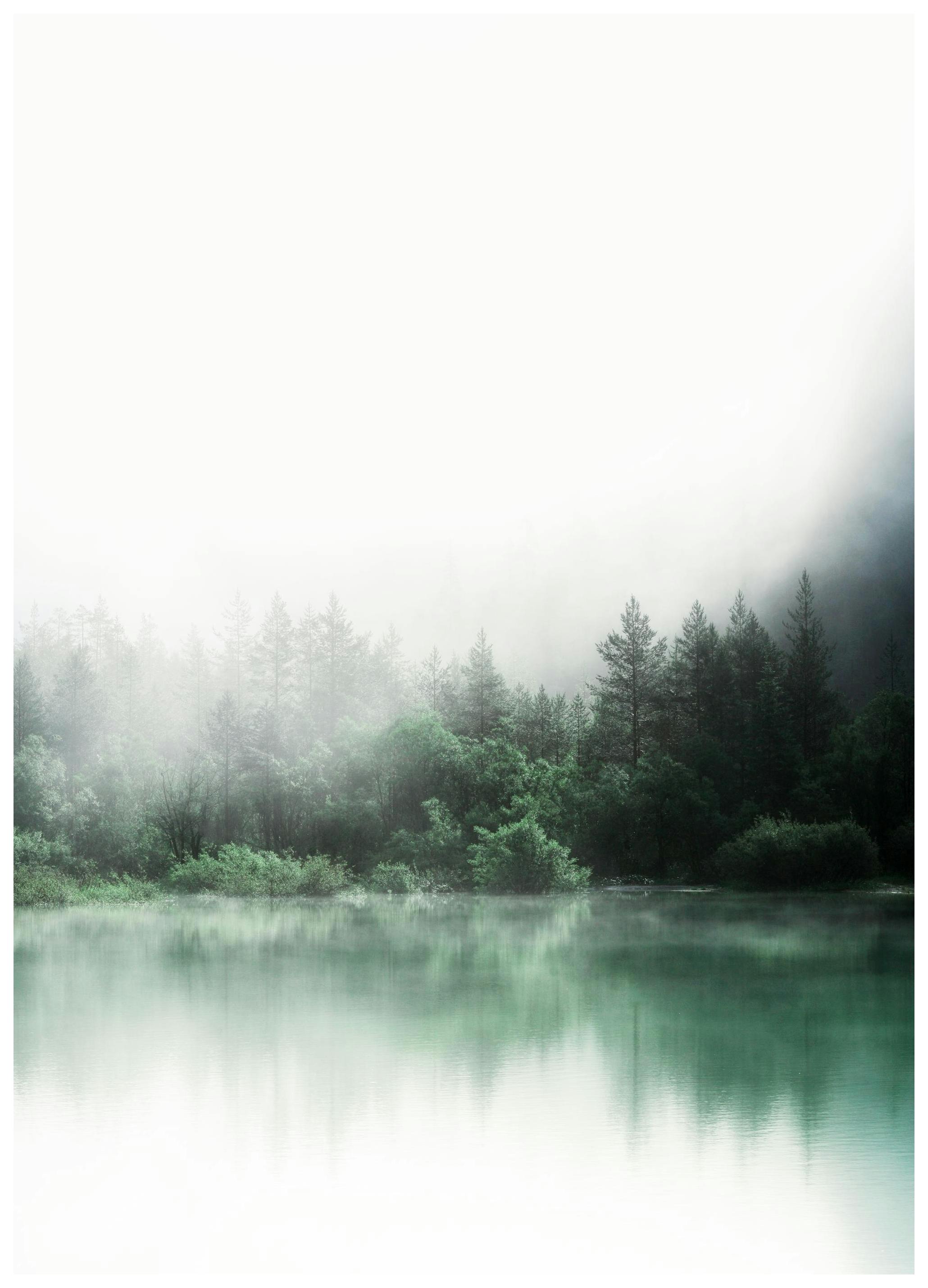 Forest Reflections Poster (70x100 cm)