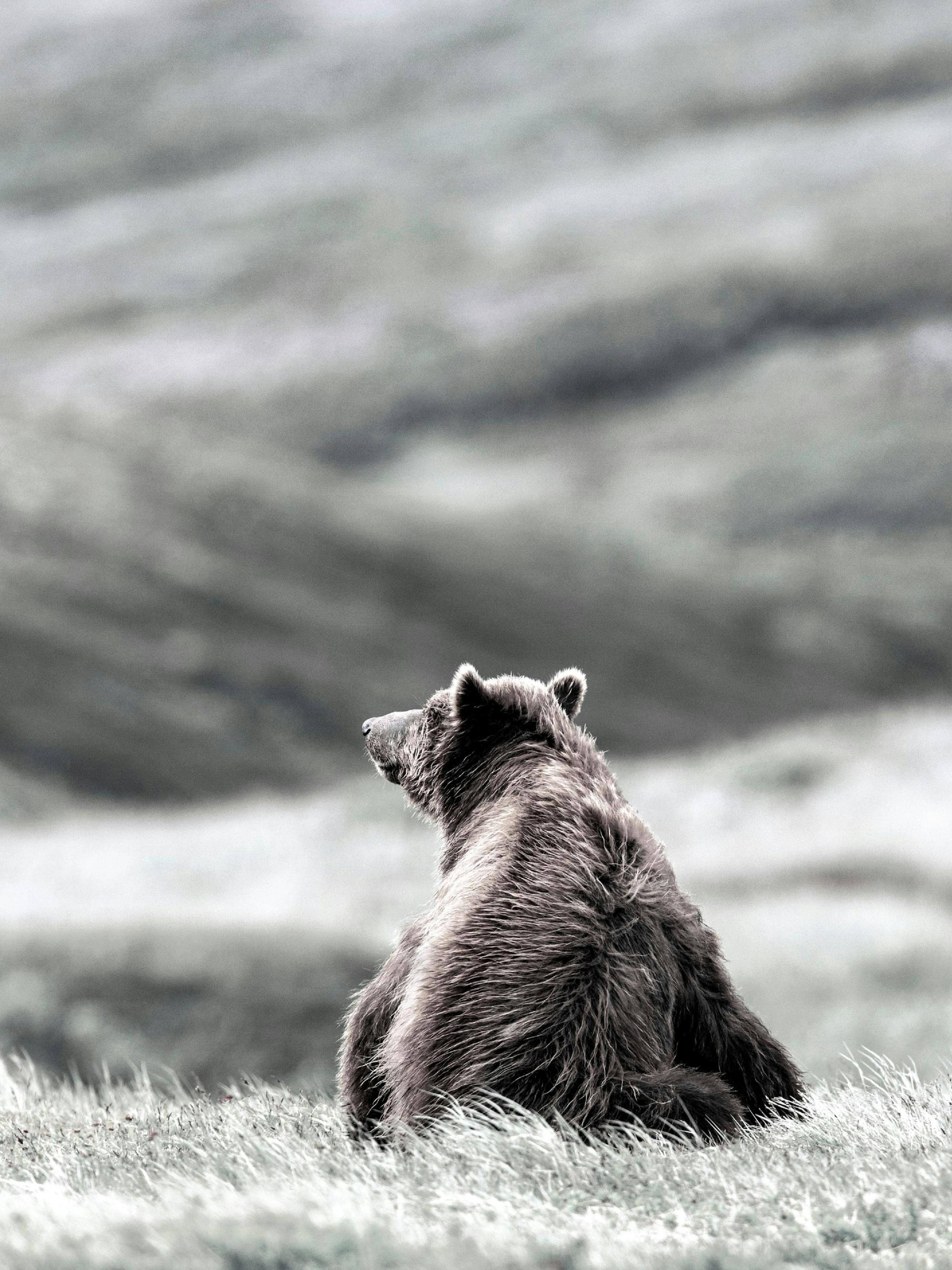 Thinking Bear Print