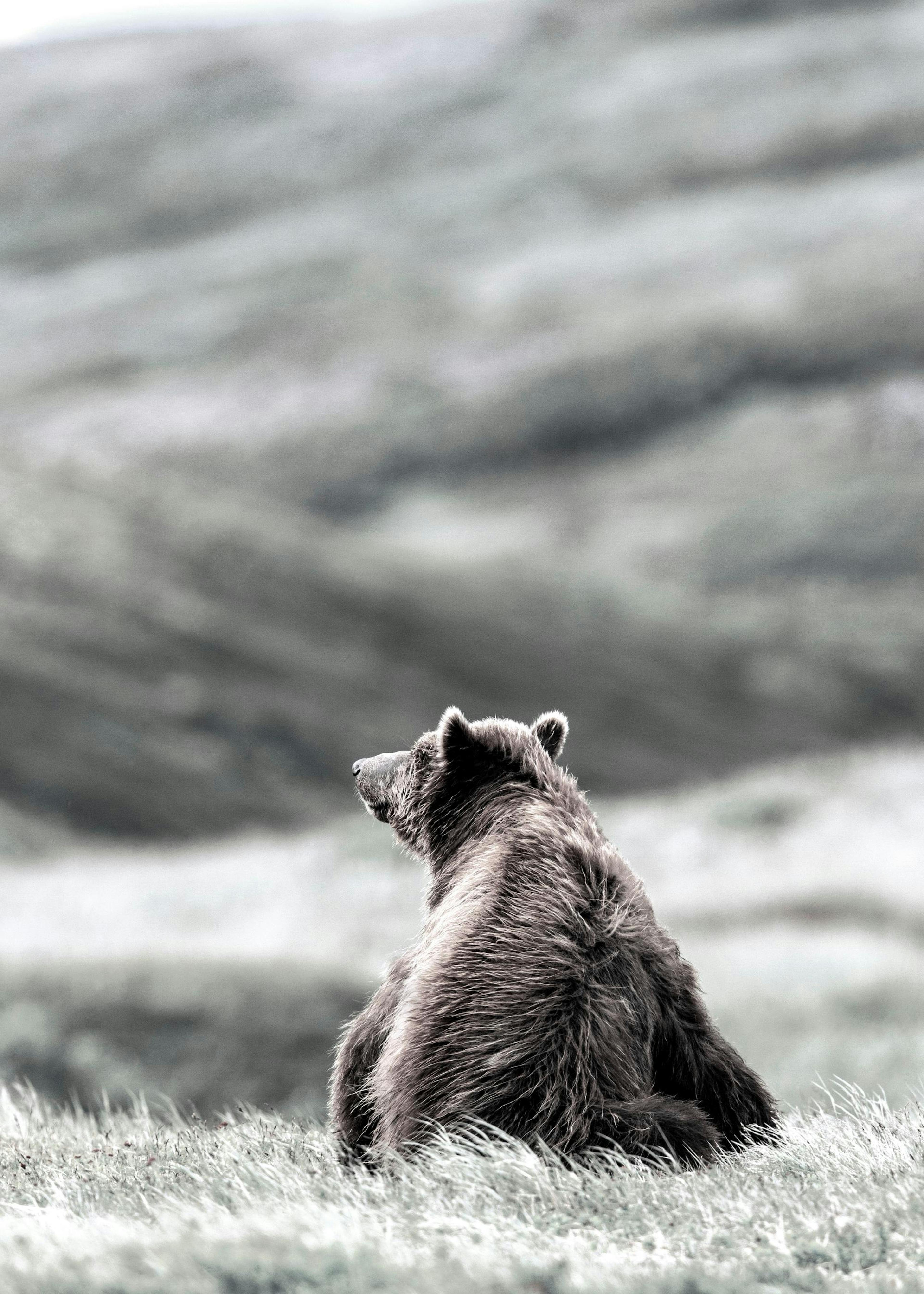 Thinking Bear Plagát 0
