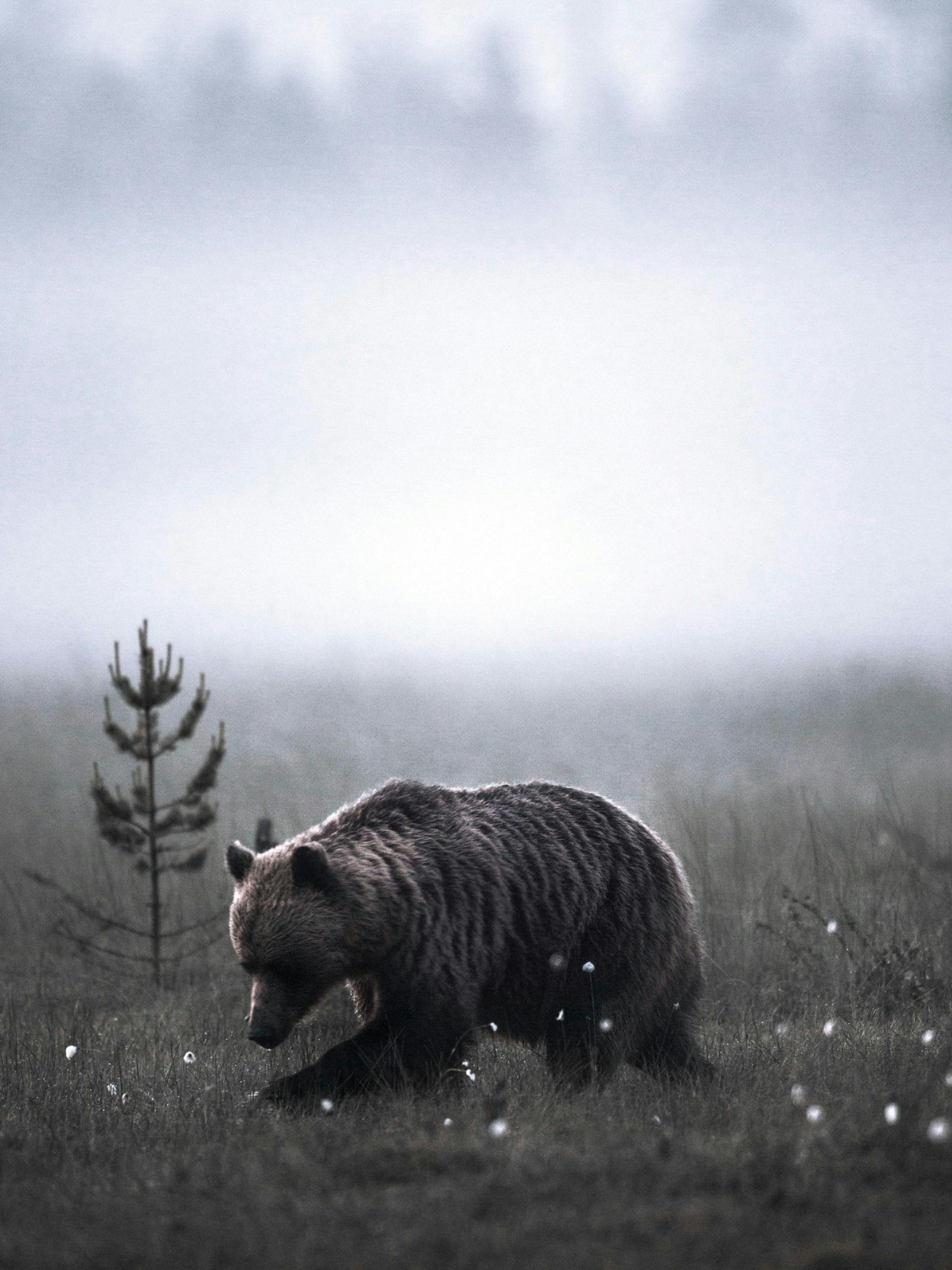 Meadow Bear Poster