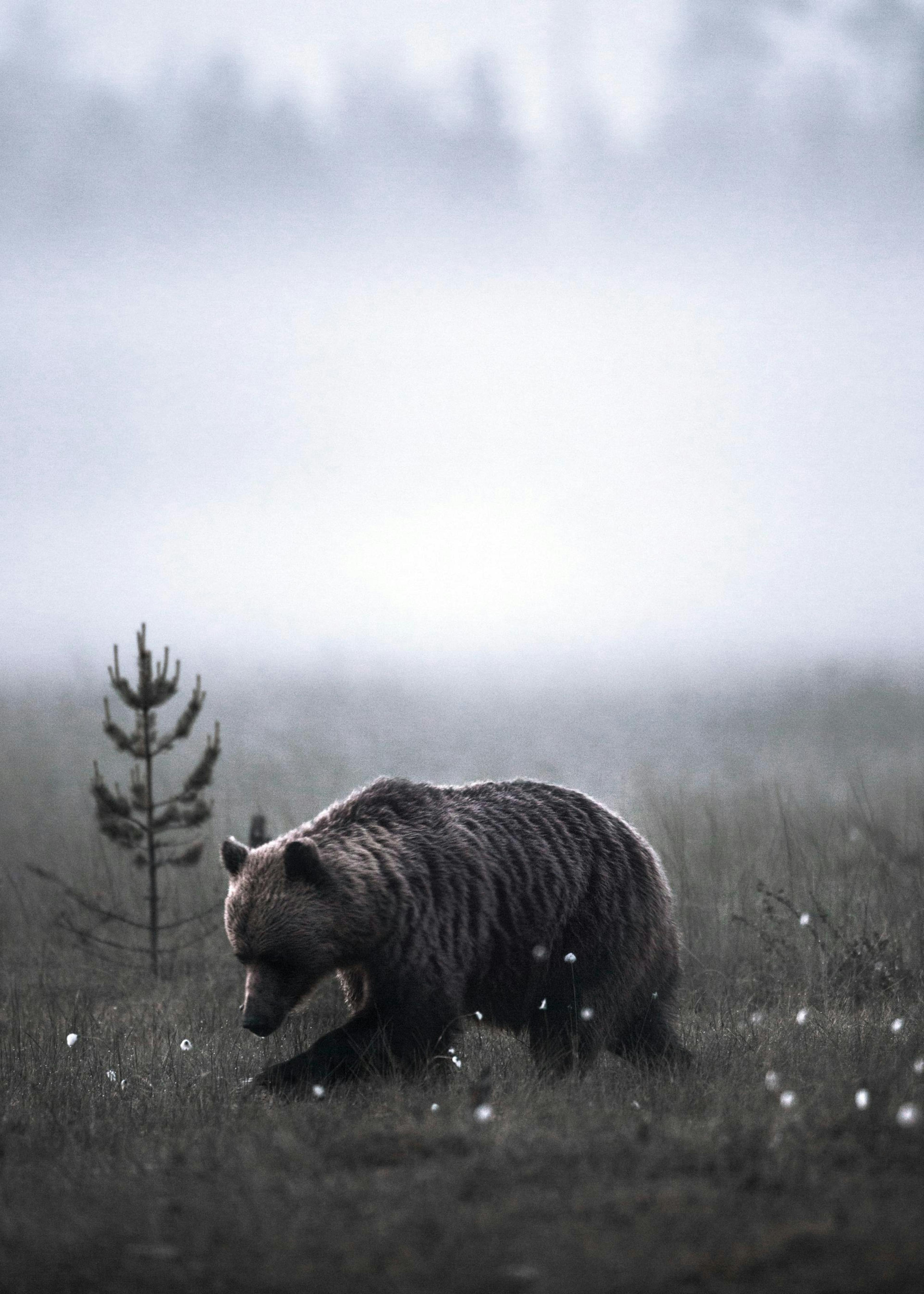 Meadow Bear Plakat 0