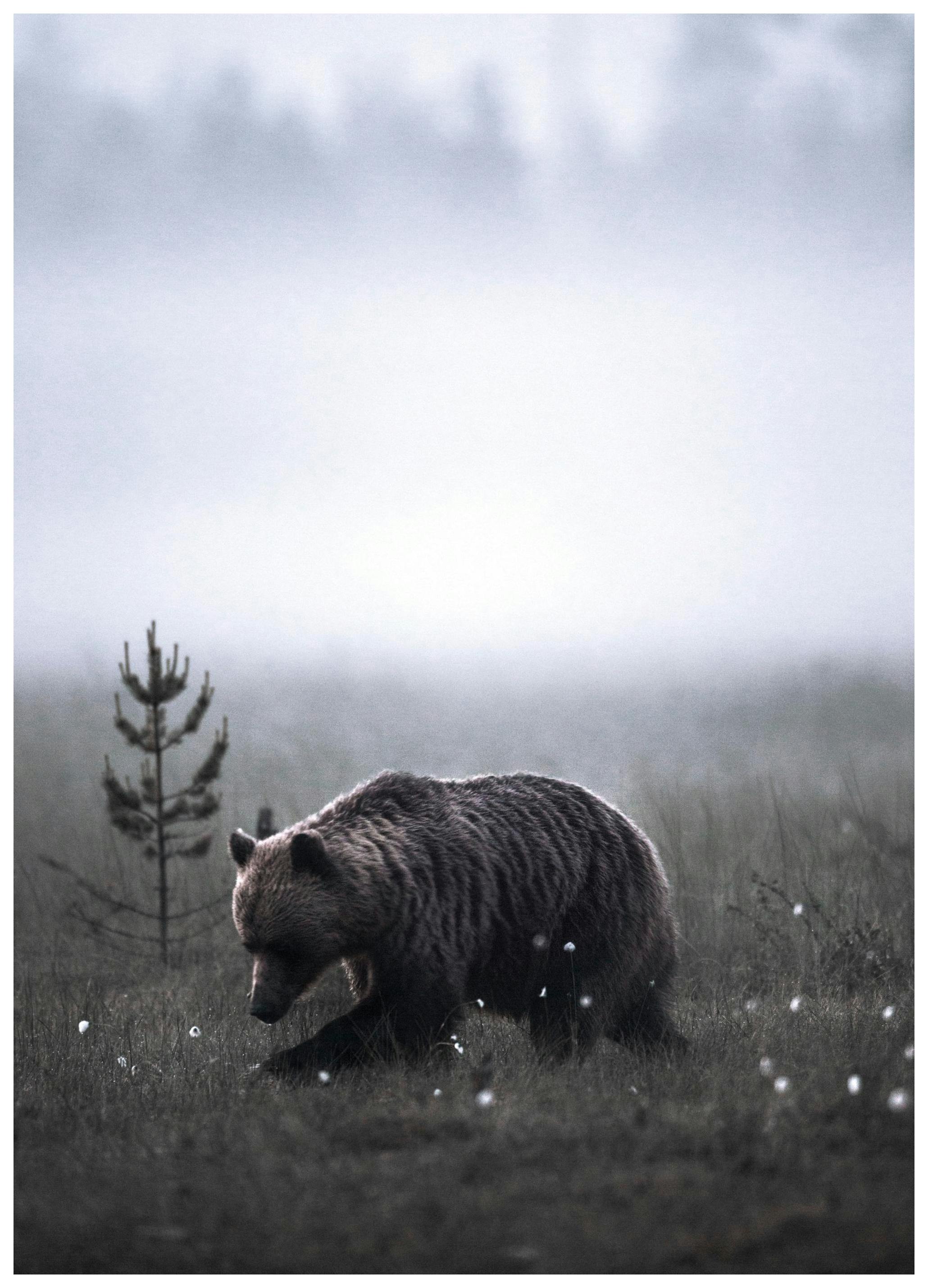 Meadow Bear Poster (30x40 cm) -  Bilder mit Tiermotiven