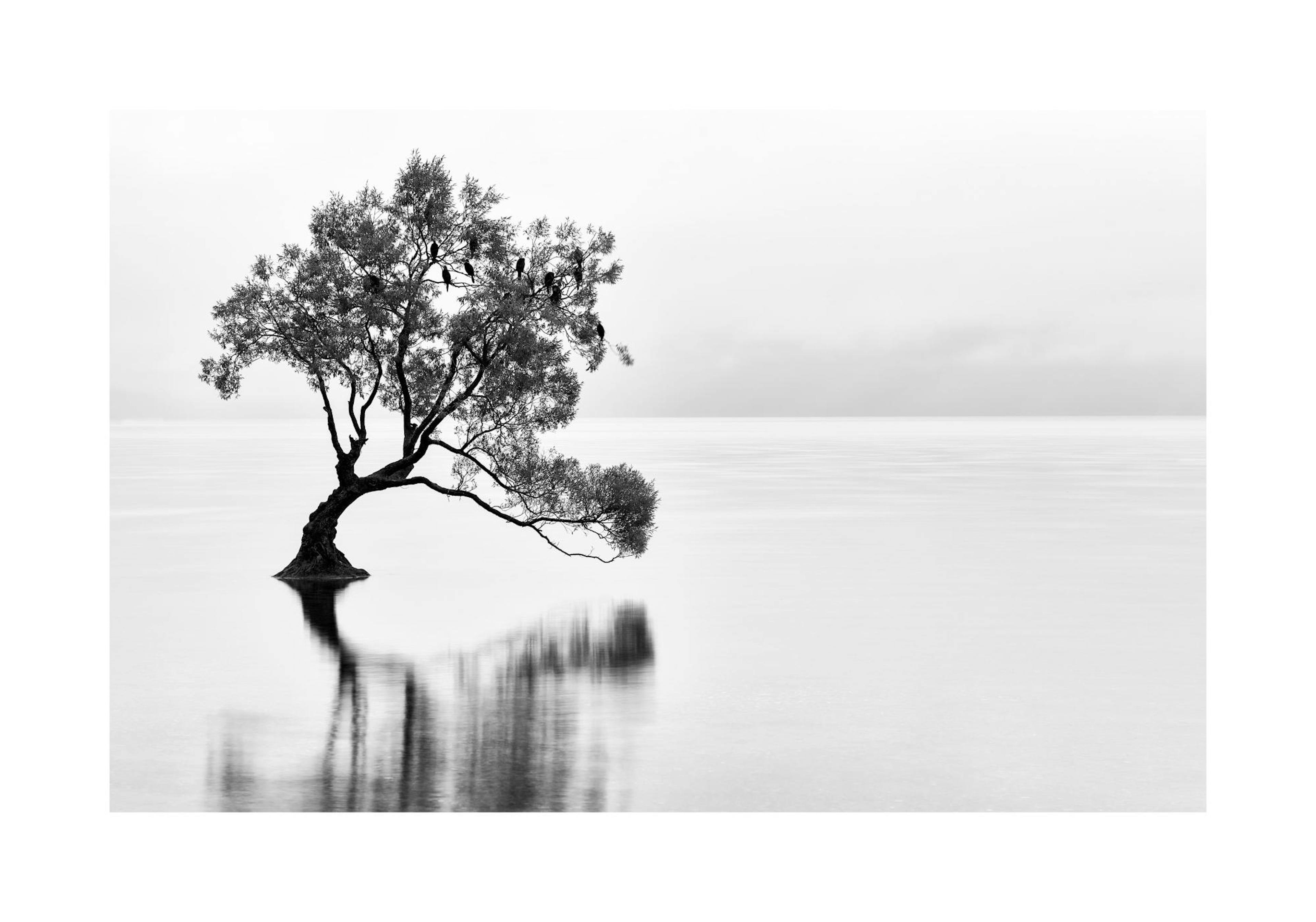 Lonely Wanaka Tree Print