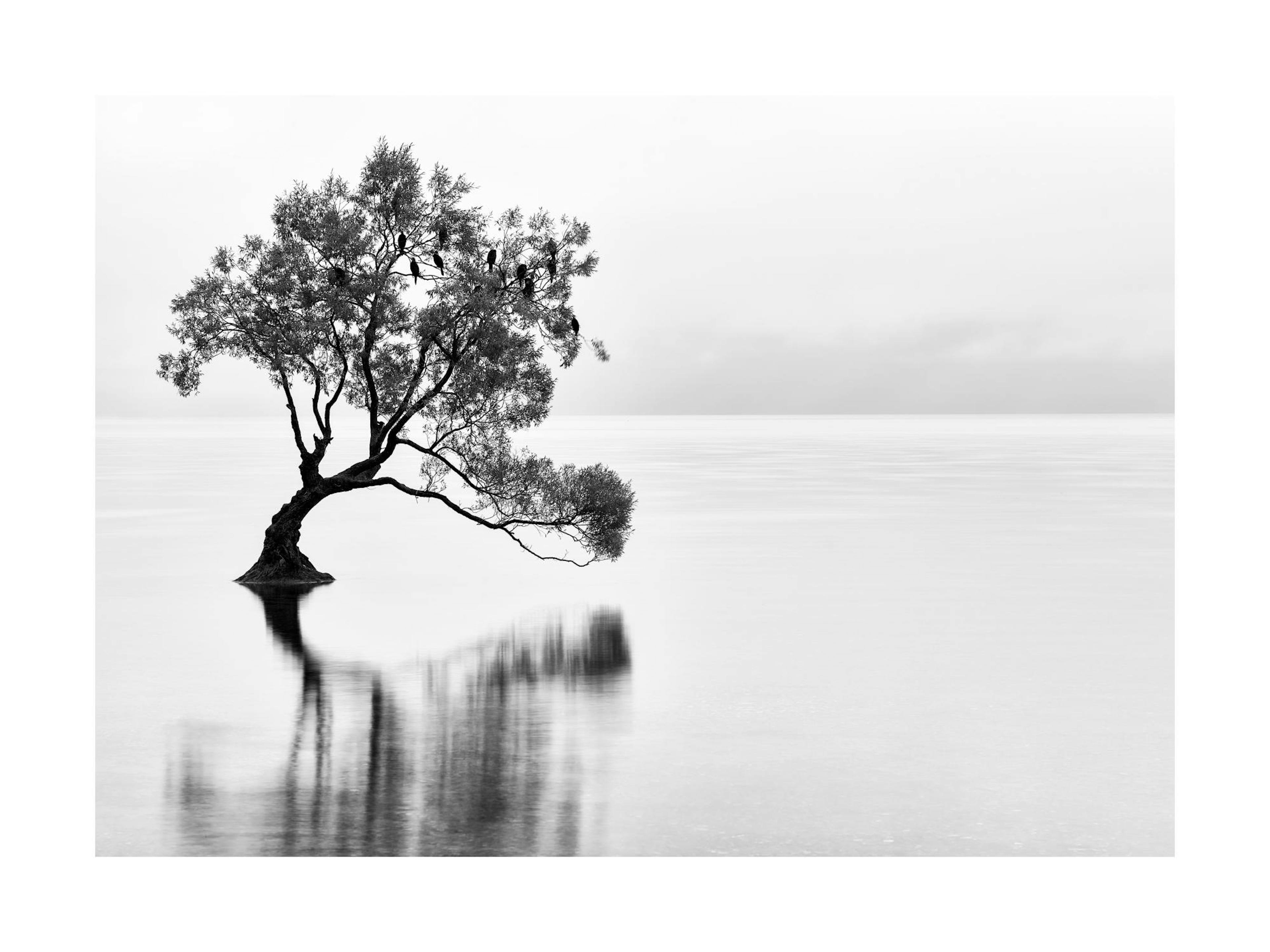 Lonely Wanaka Tree Print