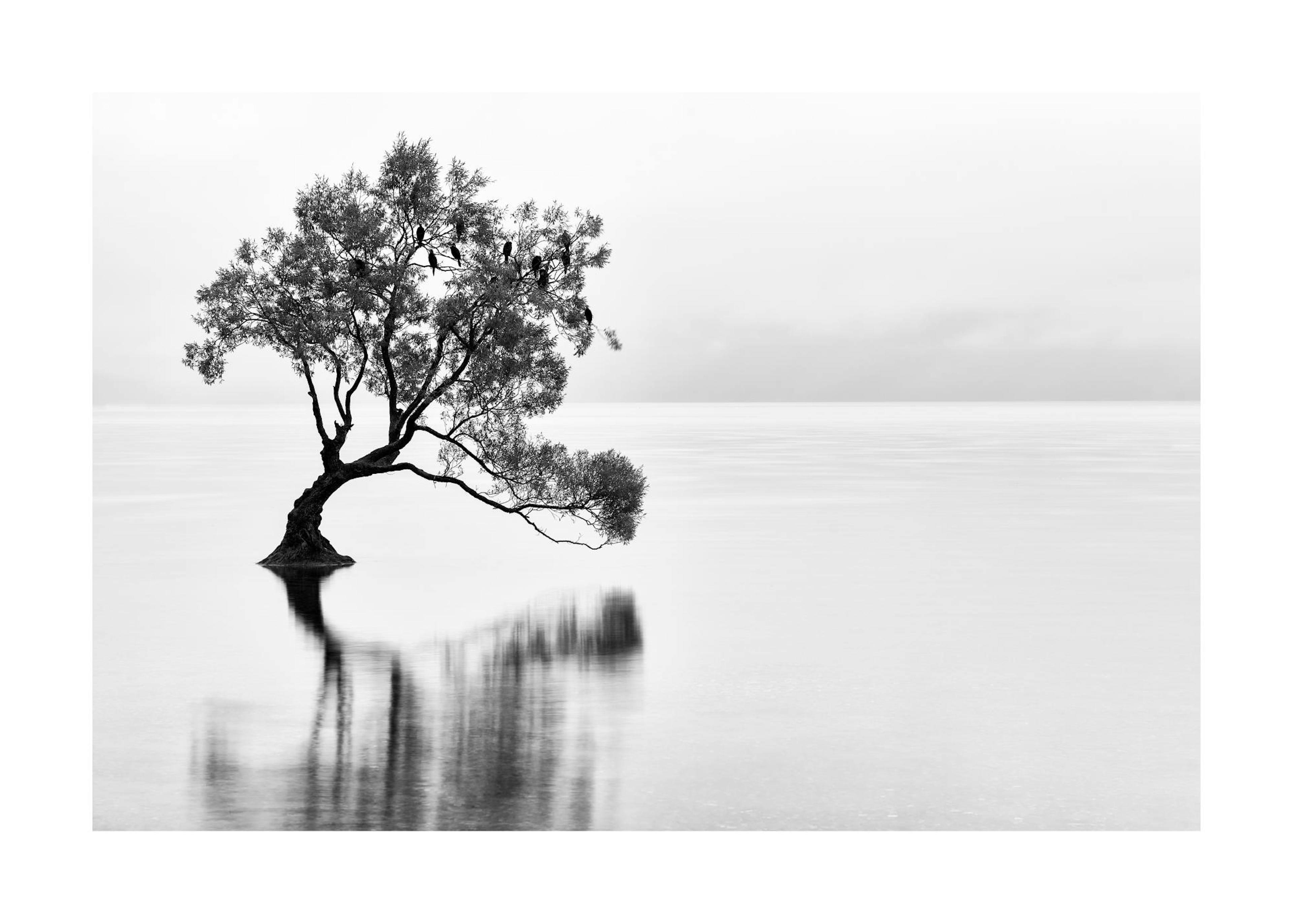 Lonely Wanaka Tree Print 0