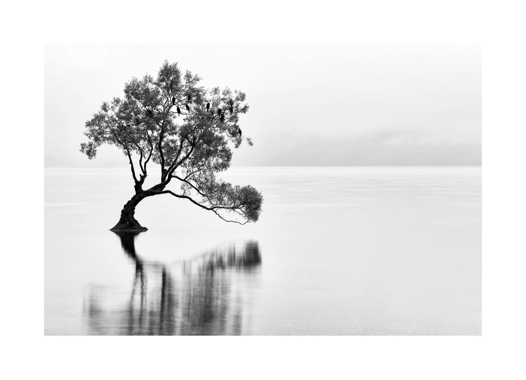 Lonely Wanaka Tree Plakat (21x30 cm) - Plakater > Naturplakater