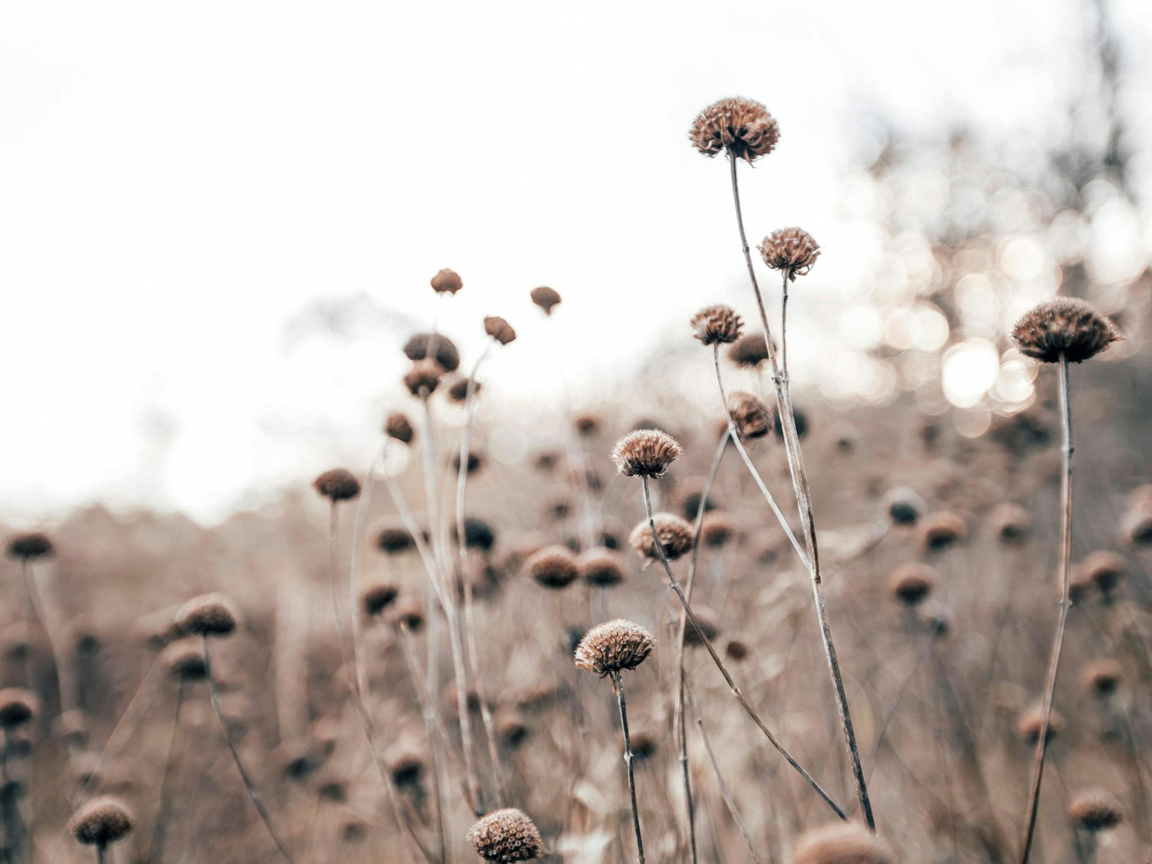Monochrome Flowers Affiche