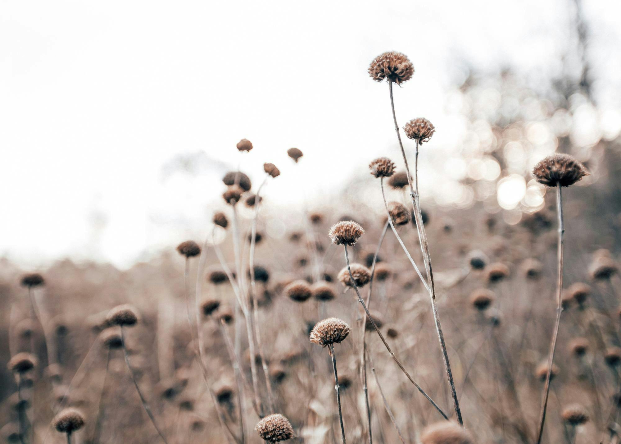 Monochrome Flowers Print 0