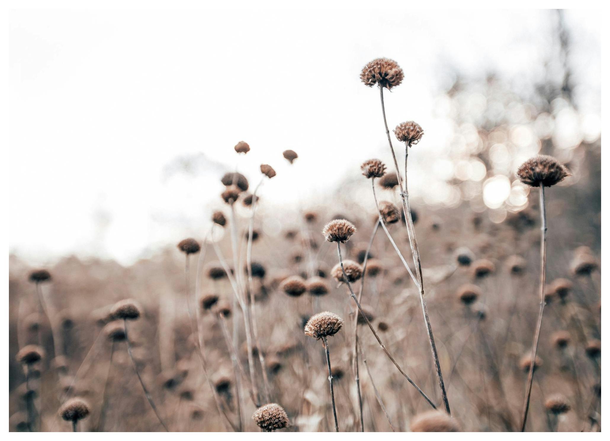 Monochrome Flowers Plakat (50x70 cm)- Plakaty botaniczne