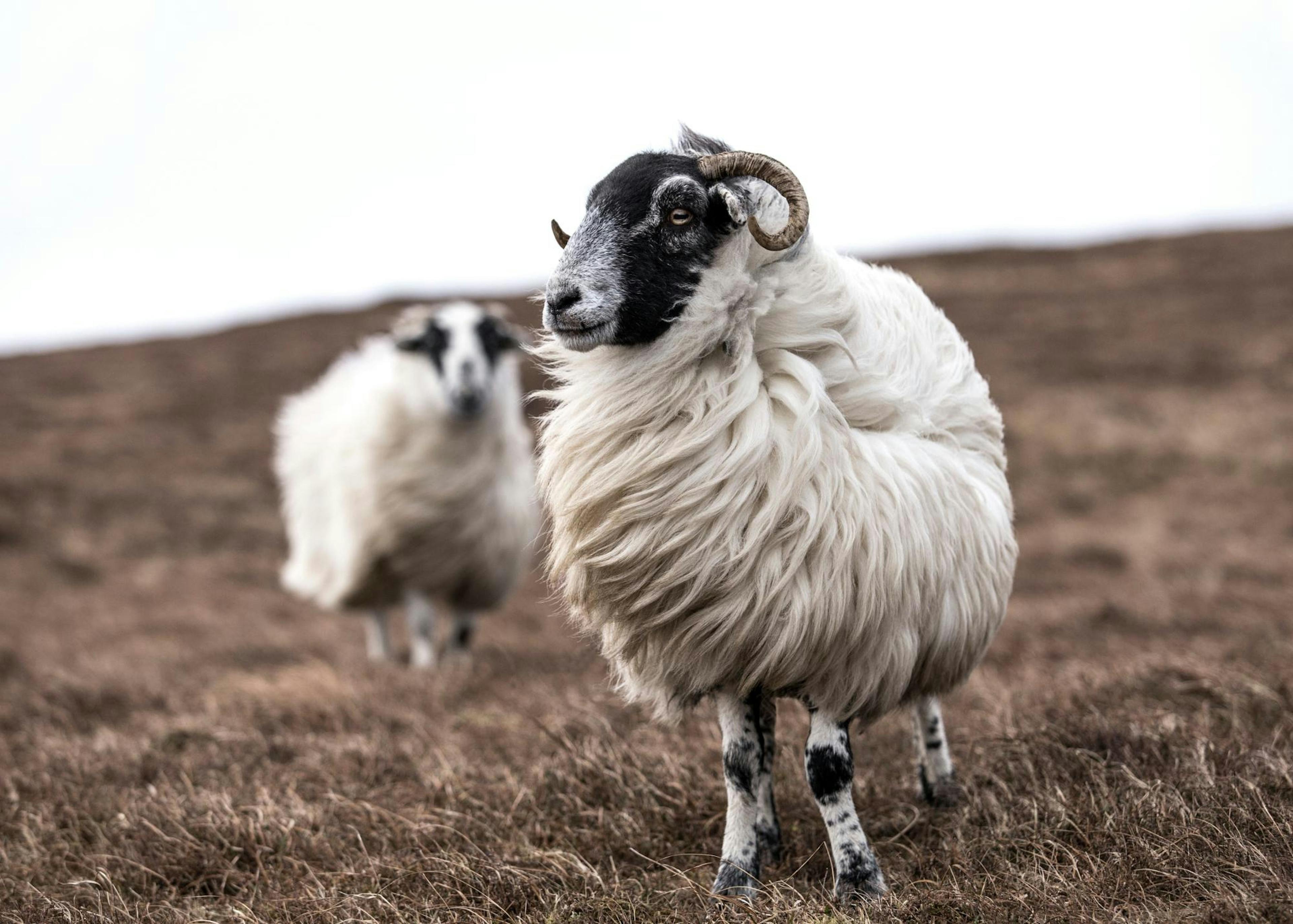 Sheep Print 0