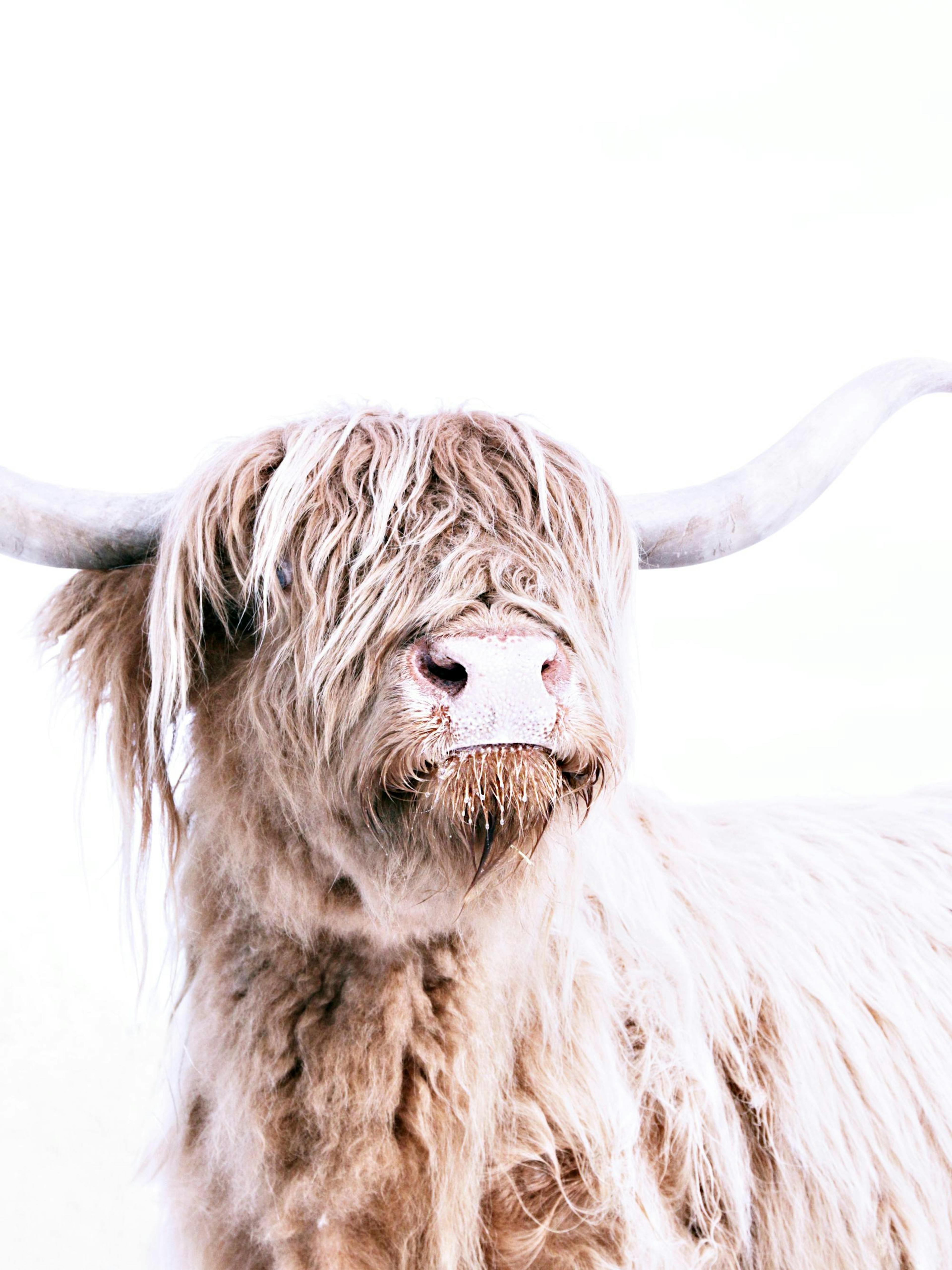 Highland Cattle Portrait Plagát