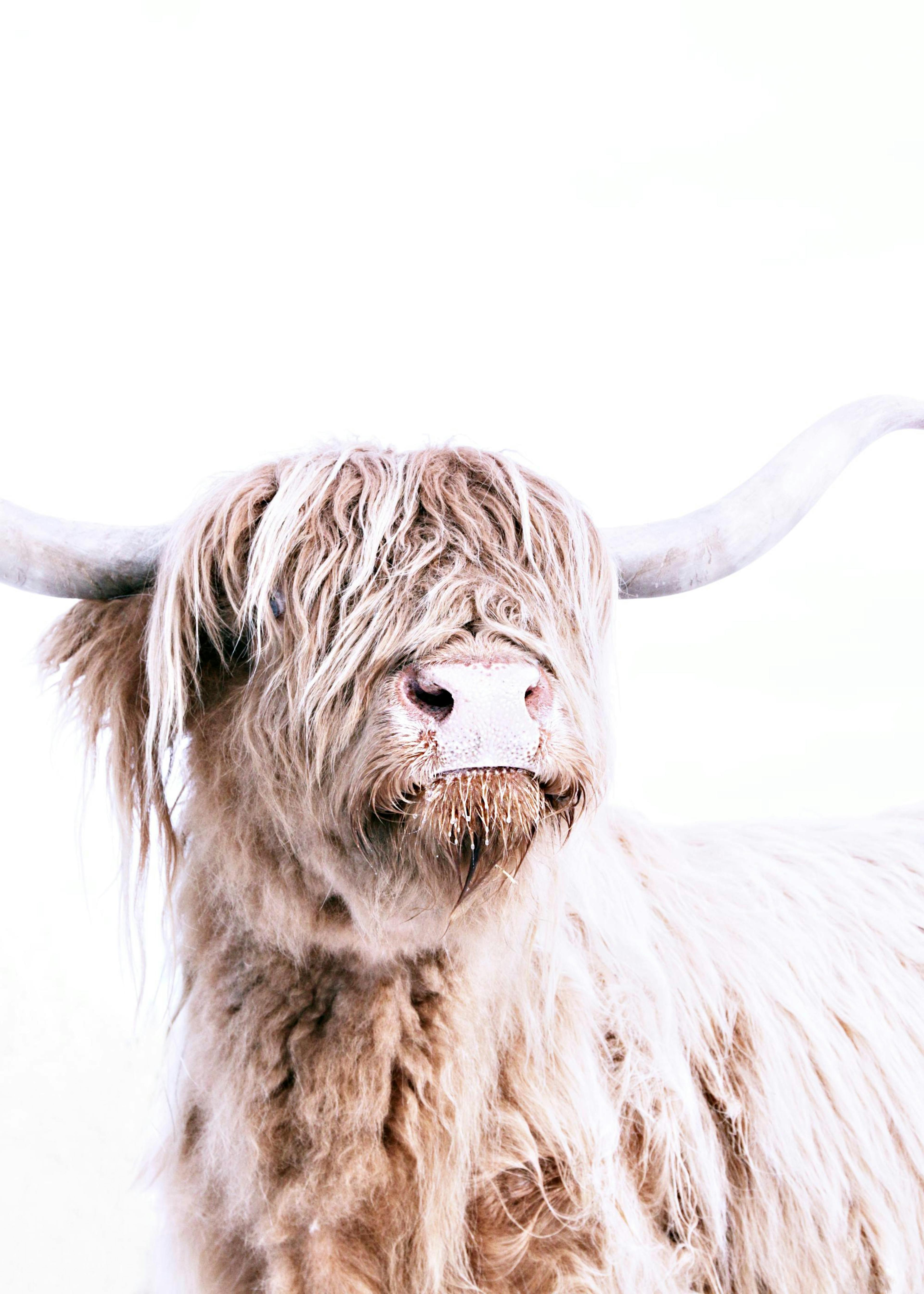 Highland Cattle Portrait Affiche 0