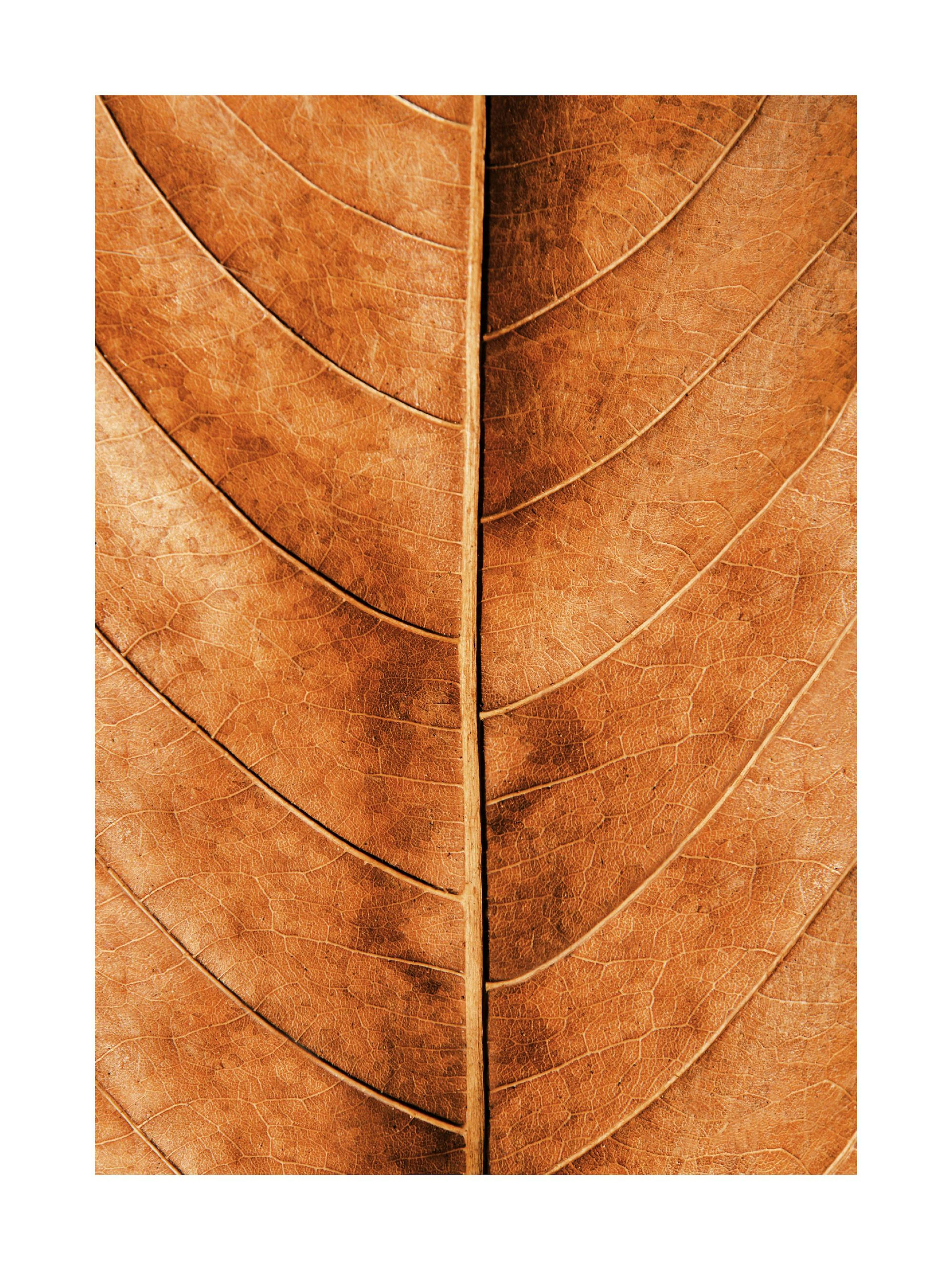 Autumn Leaf Poster